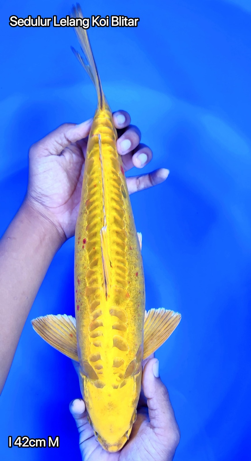 KAWARI NAGA EMAS 24KARAT BERKILAU 42cm