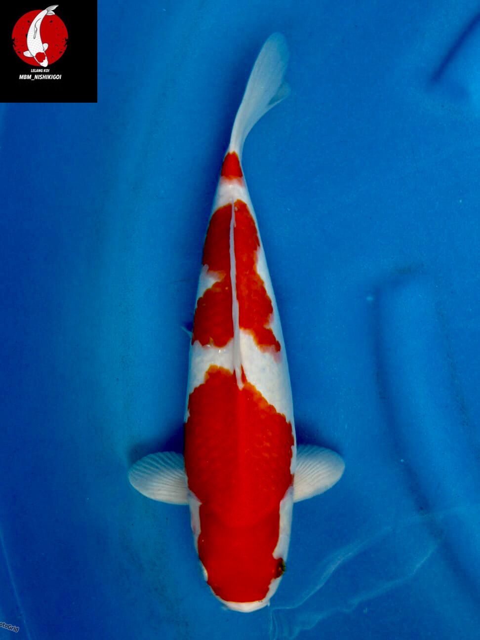 SEPECIAL KOHAKU F1 SAKAI ORI 34cm MALE