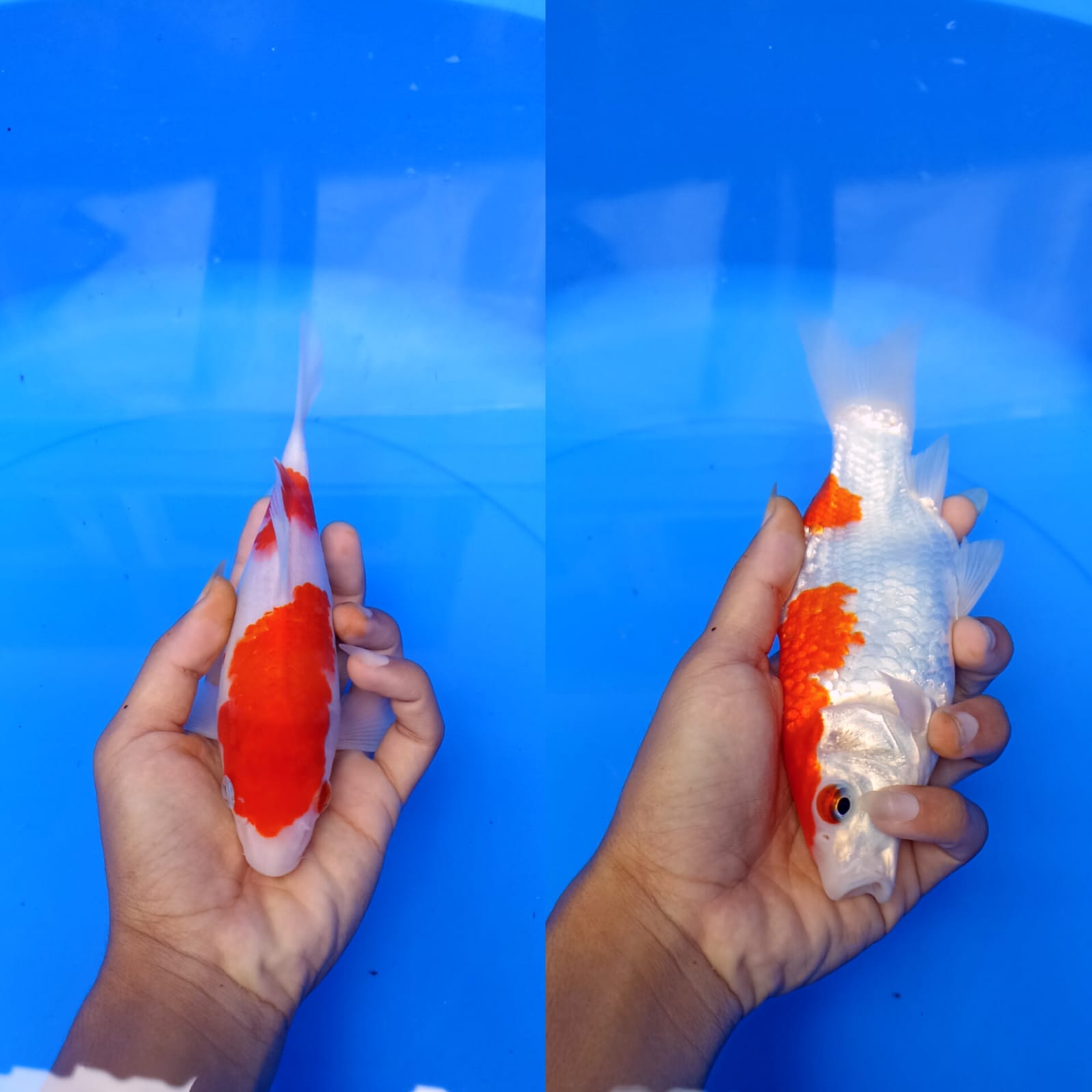 SB KOHAKU GEMOY SZ 18cm