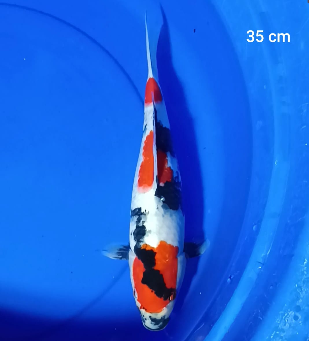 SHOWA 35cm