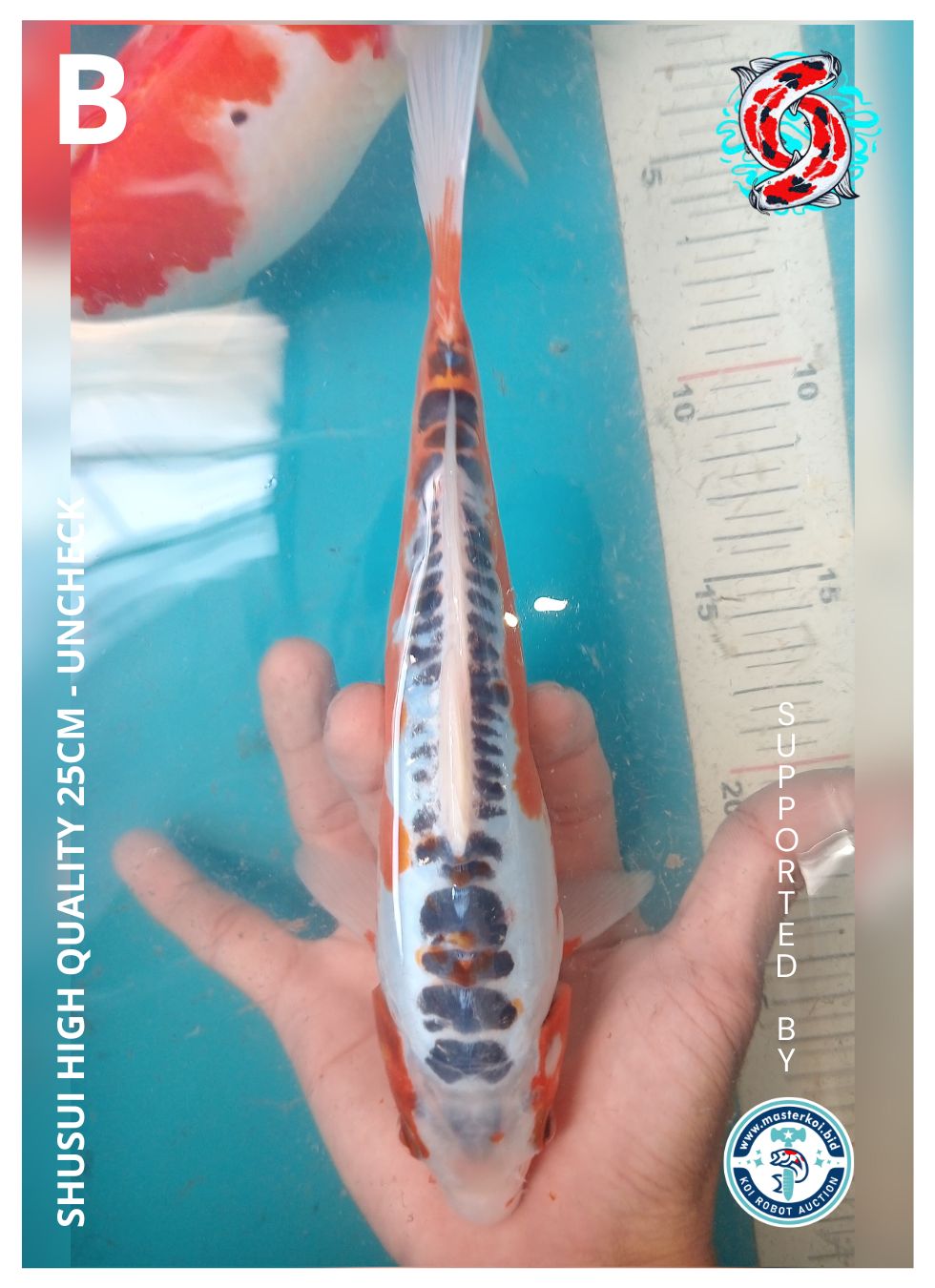SHUSUI HIGH QUALITY 25cm