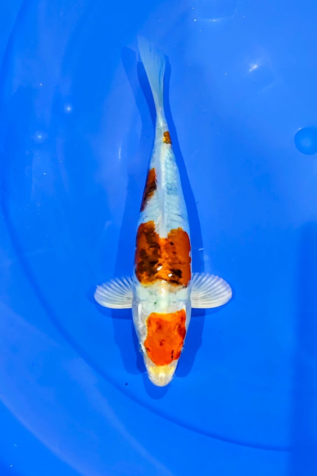 KIKO 20cm