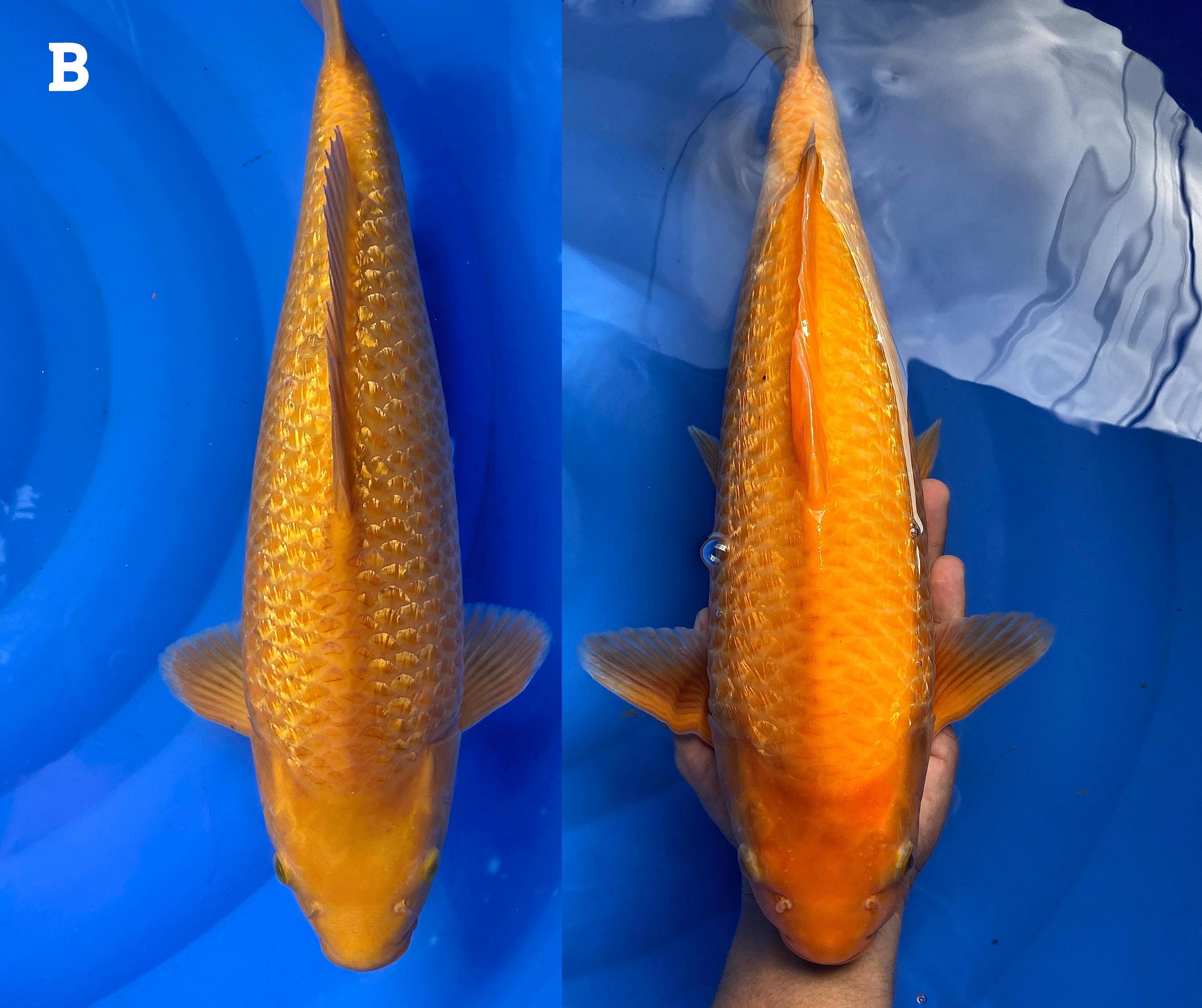 KARASI GINDRIN X CRAMEL GINDRIN 45cm