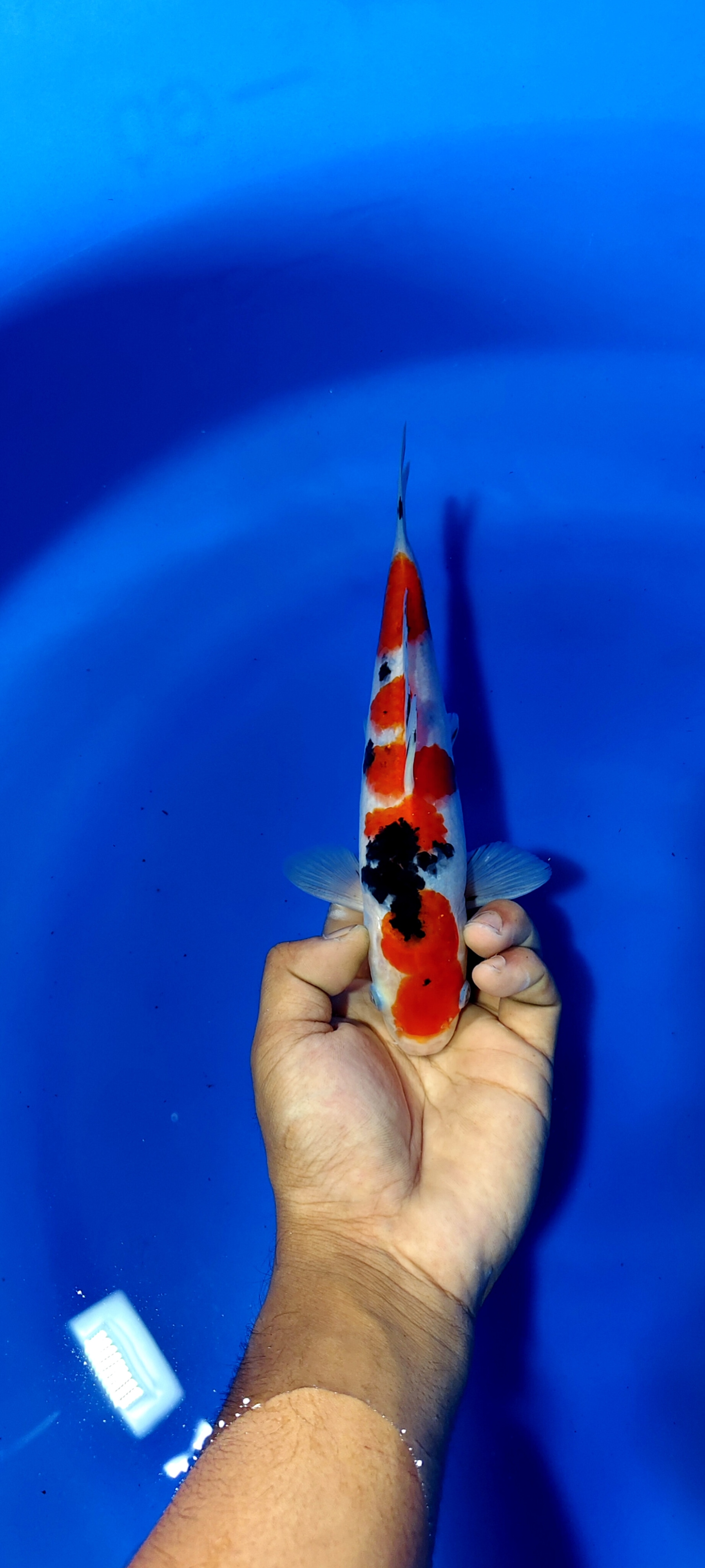 SANKE SKIN SUPER HALUS CALON INDUK 22cm MALE