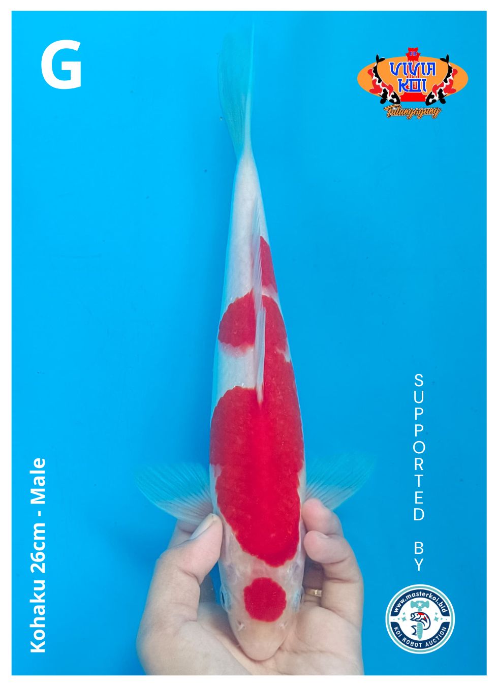 KOHAKU 26cm