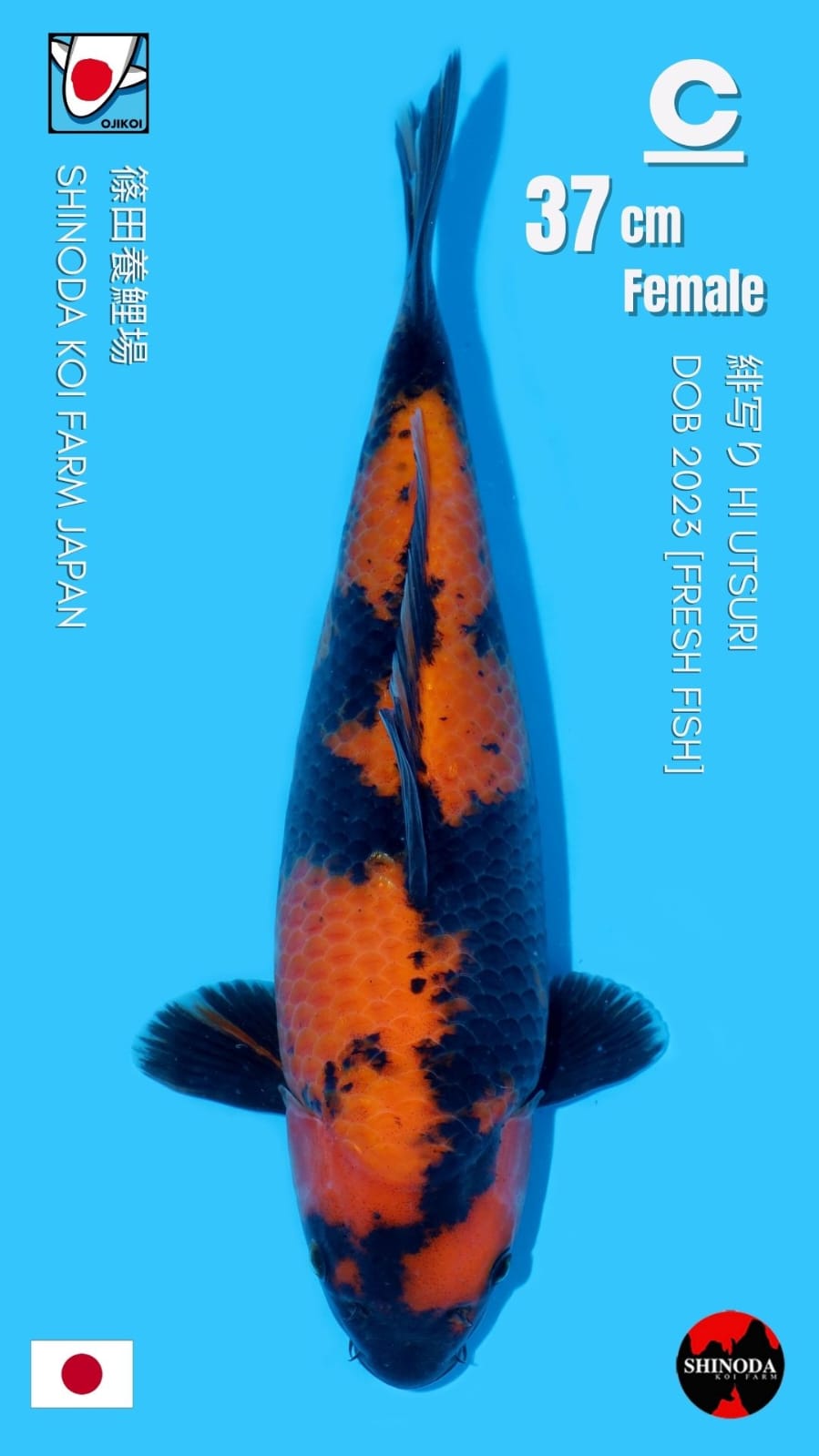 HI UTSURI SHINODA KOI FARM JAPAN 37cm DOB 2023 FRESH FISH