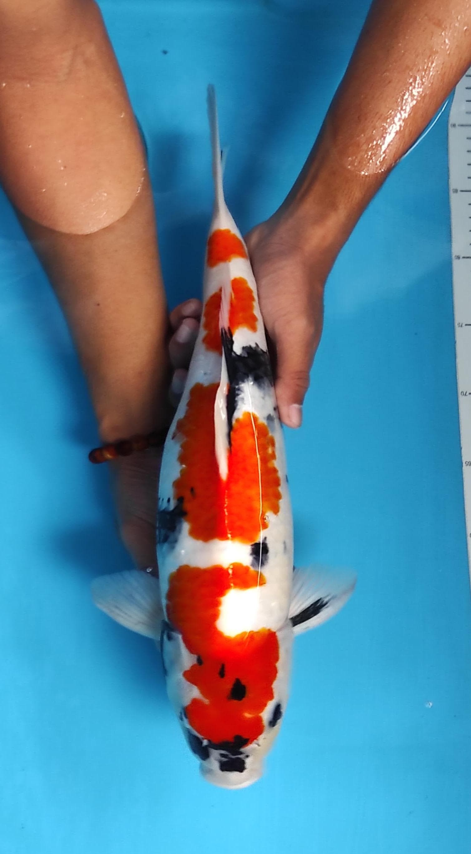 SHOWA 44cm