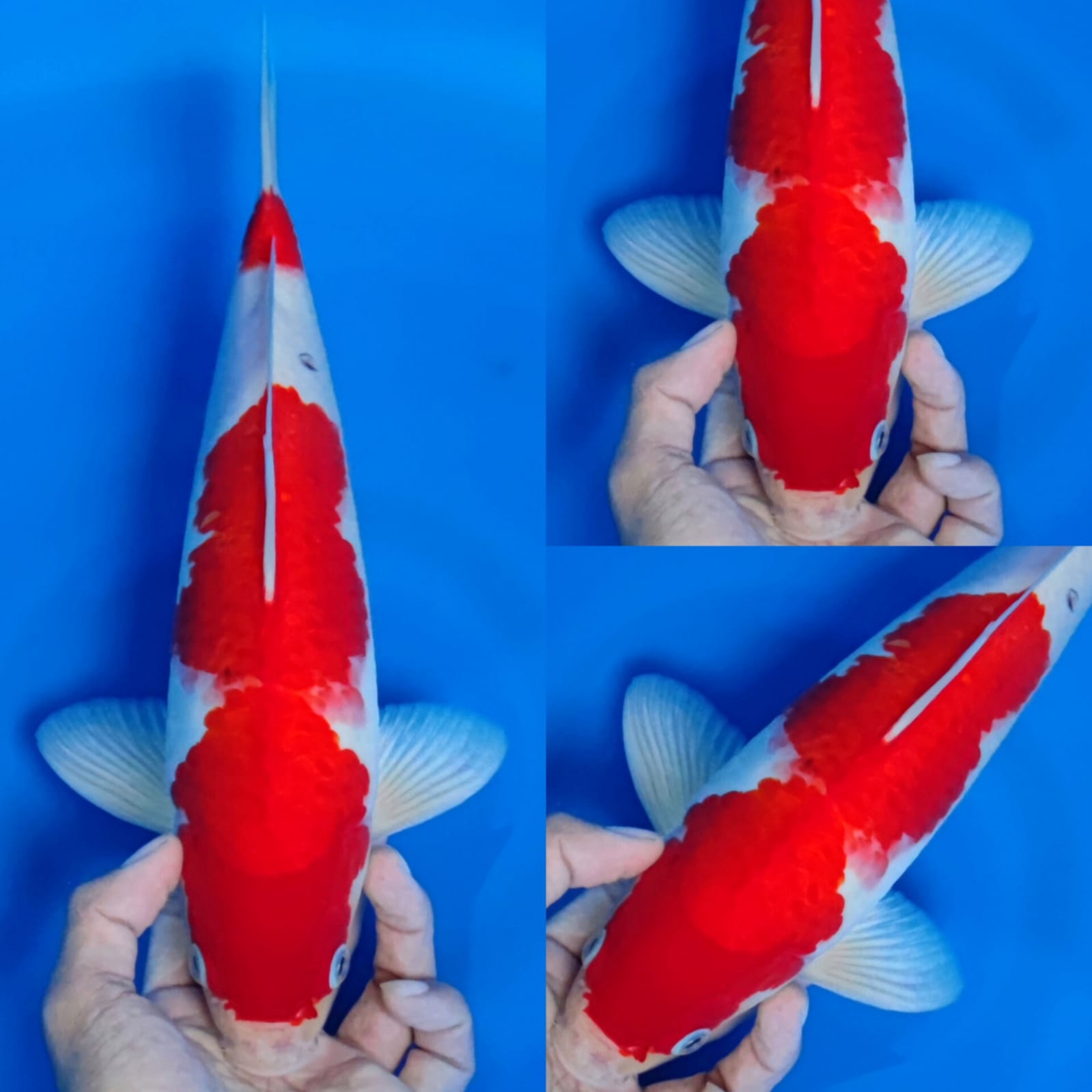 KOHAKU SISIK 2STEP 36cm
