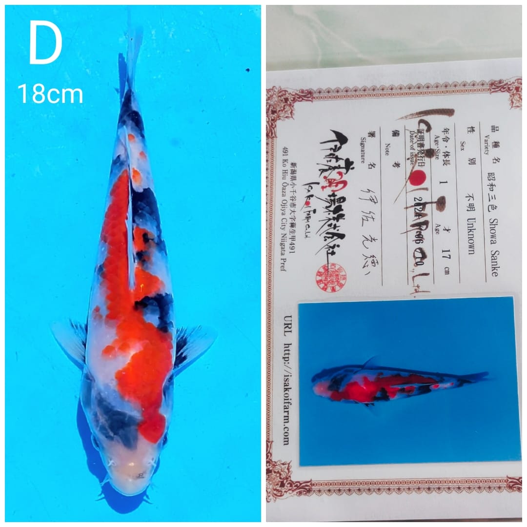 SHOWA IMPORT SERTIFIKATMALE 18cm