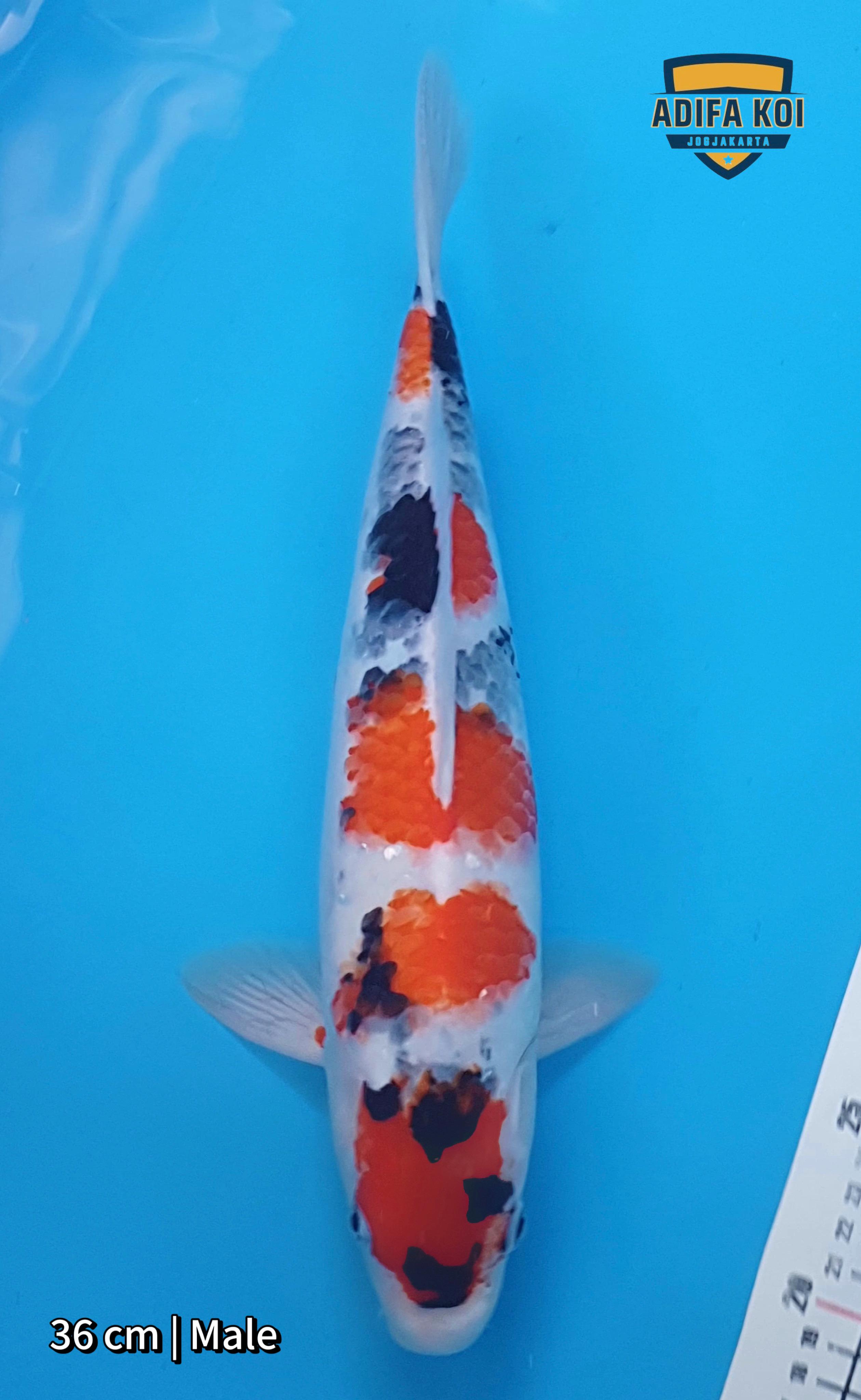 MARUTEN SHOWA 36cm