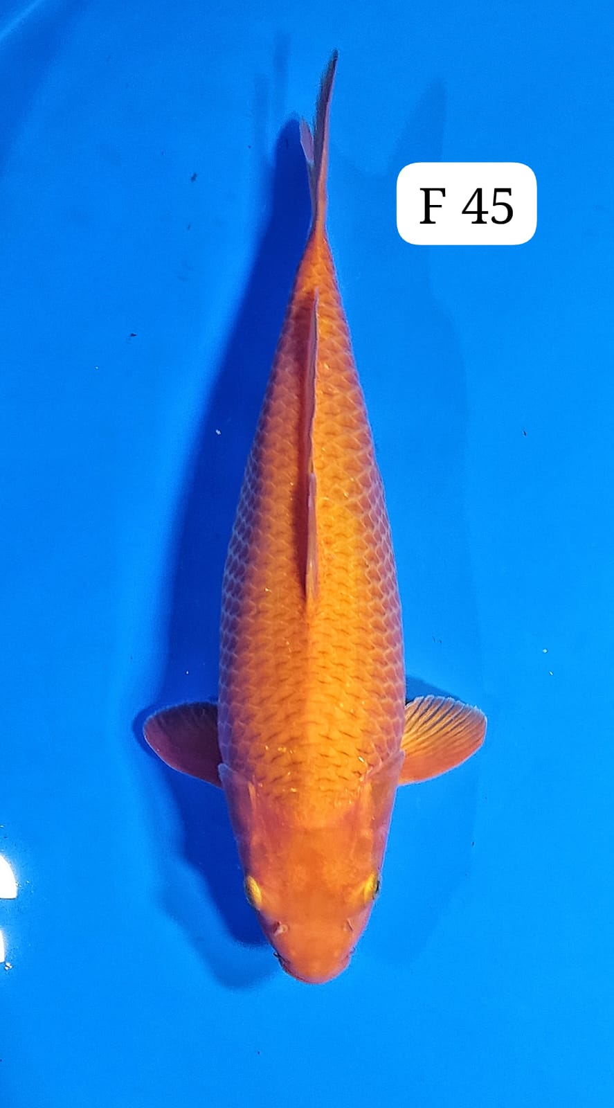 KARAMEL F 45cm
