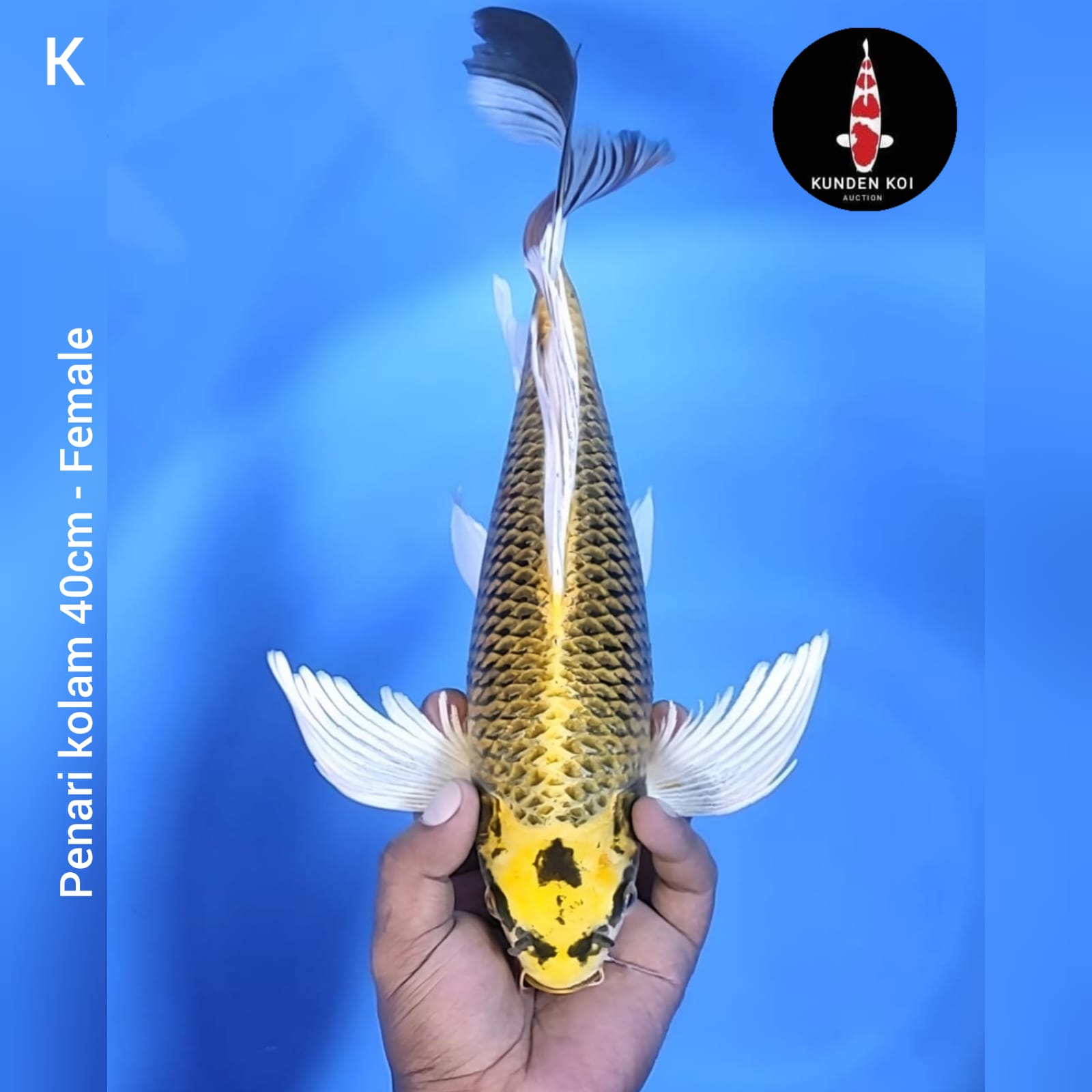 PENARI KOLAM 40cm