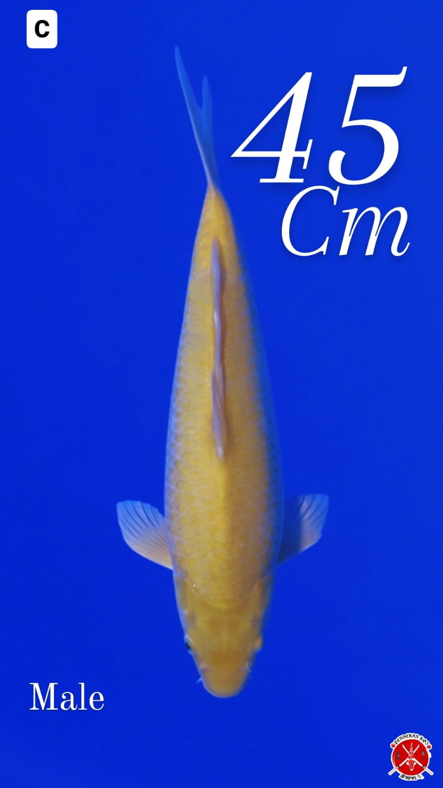 KHARASI PROSPEK BODY MALE 45cm