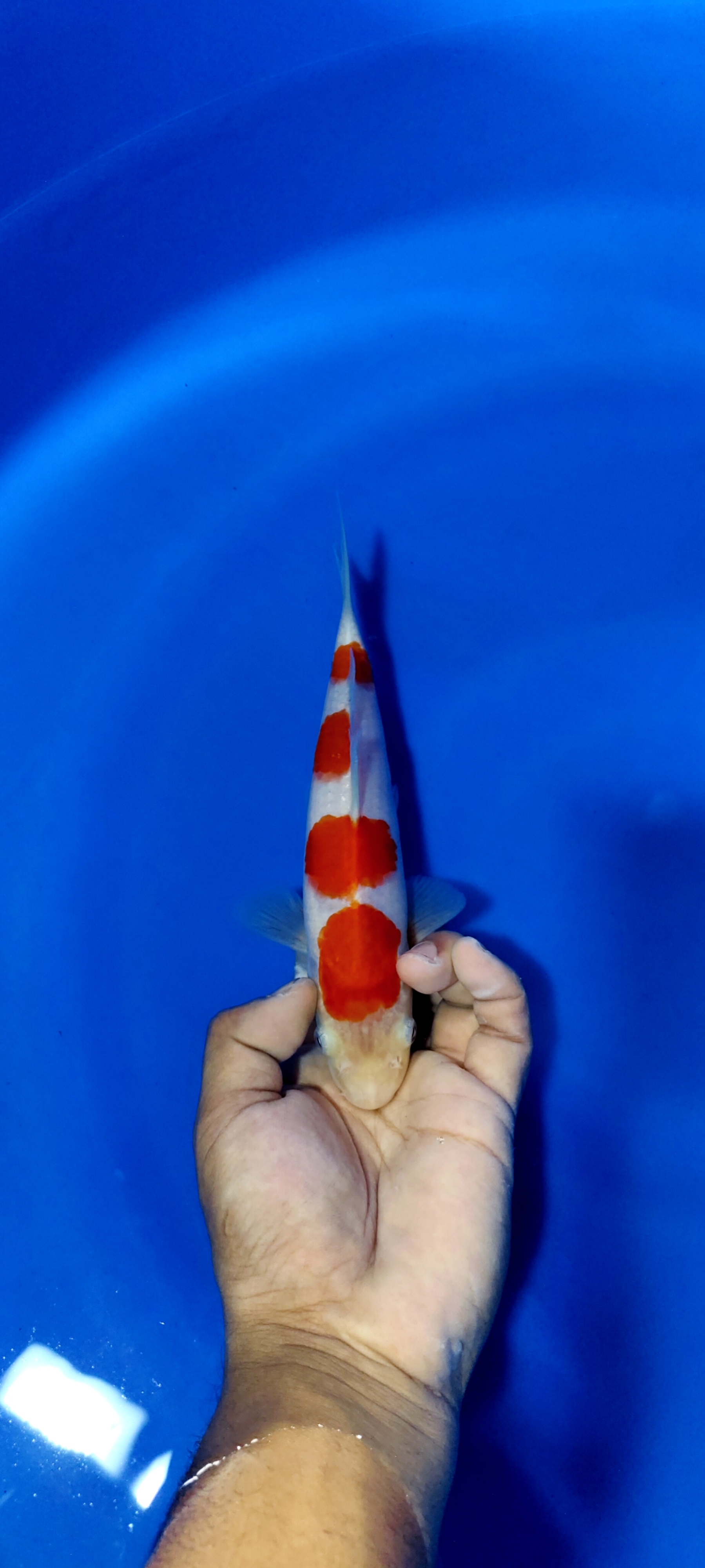 KOHAKU SUPER MERAH STRONG SKIN HALUS 22cm MALE