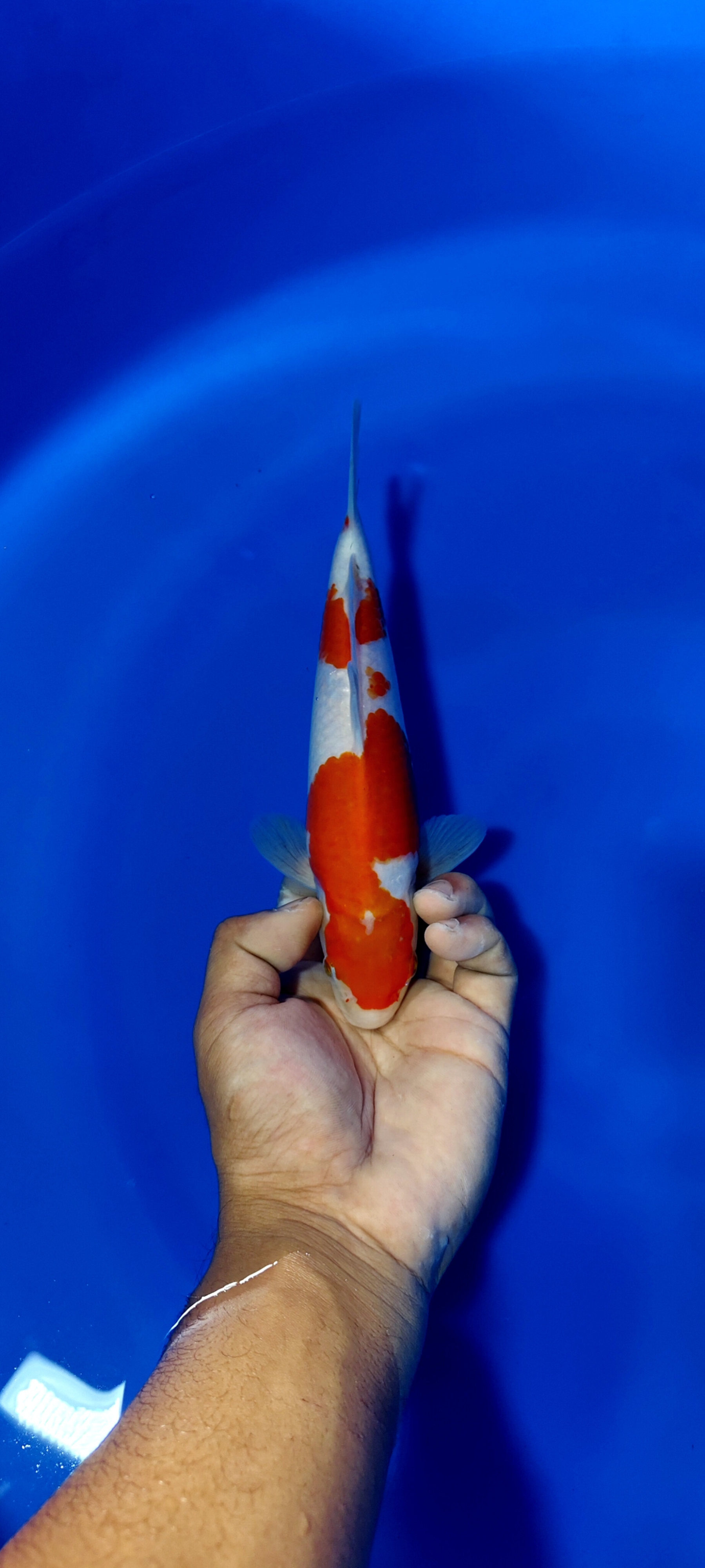 KOHAKU SIMPLE PETREN SKIN HALUS 23cm MALE