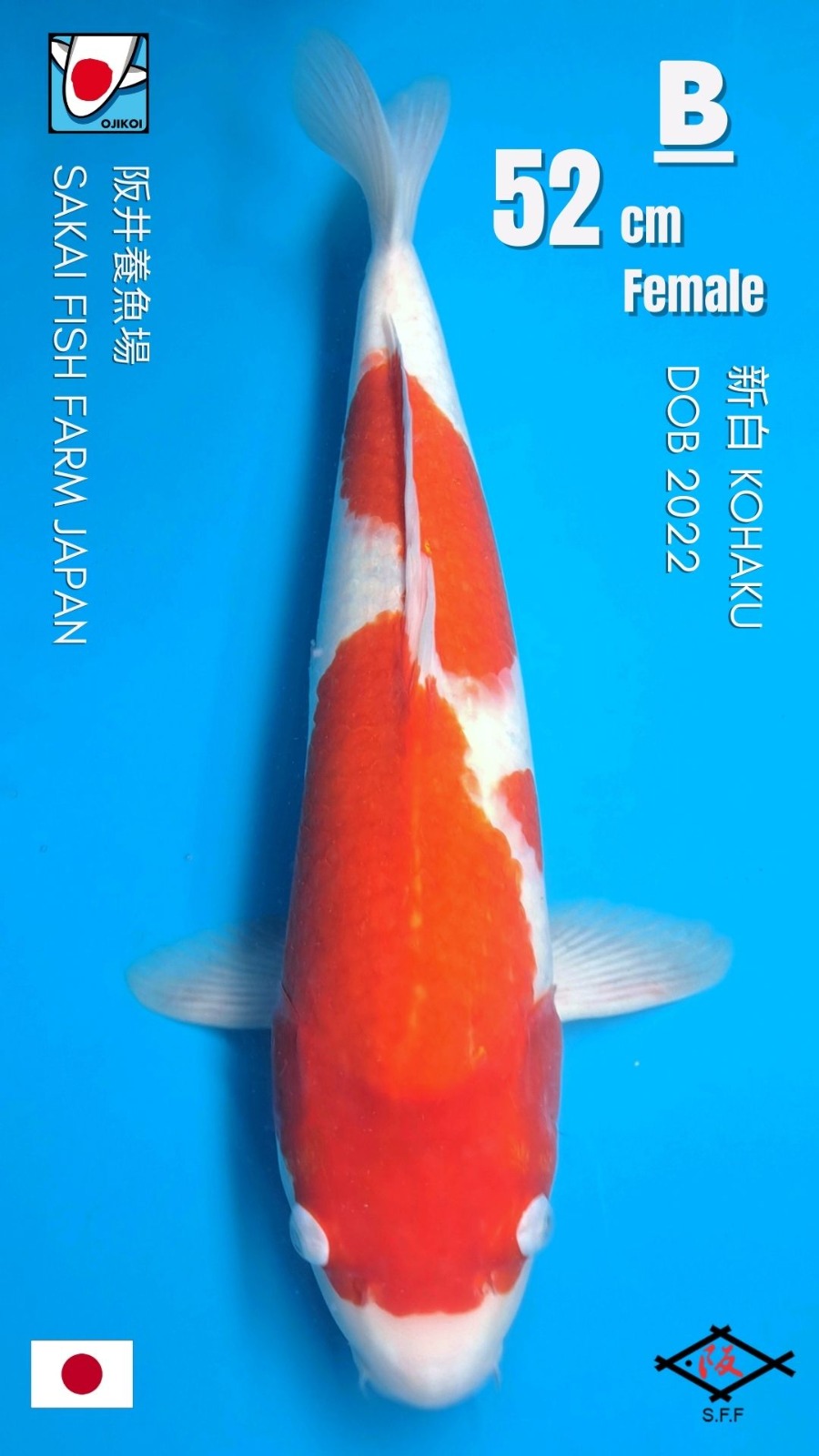 KOHAKU BLOODLINE MISS MONACO SAKAI FISH FARM JAPAN 52cm DOB 2022