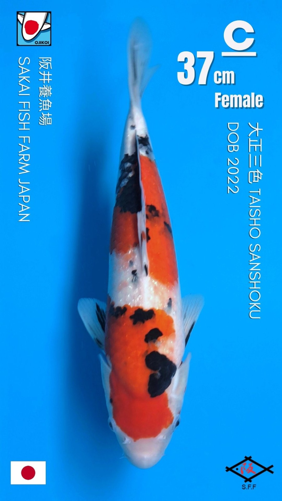 SANKE BLOODLINE ORCHID II SAKAI FISH FARM JAPAN 37cm DOB 2022