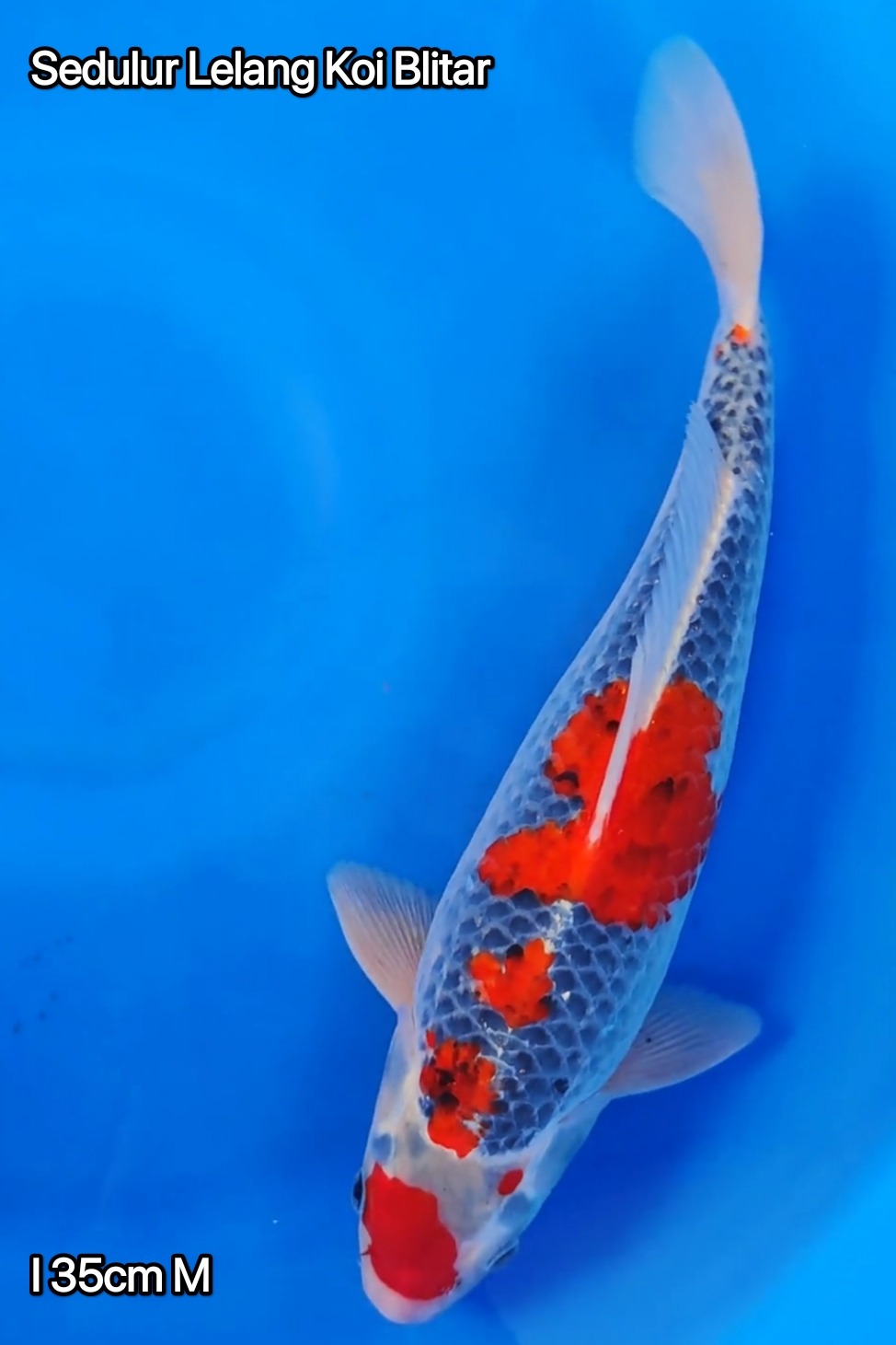 MARUTEN GHOSIKI RACING FUKURIN BIRU TEGAS 35cm