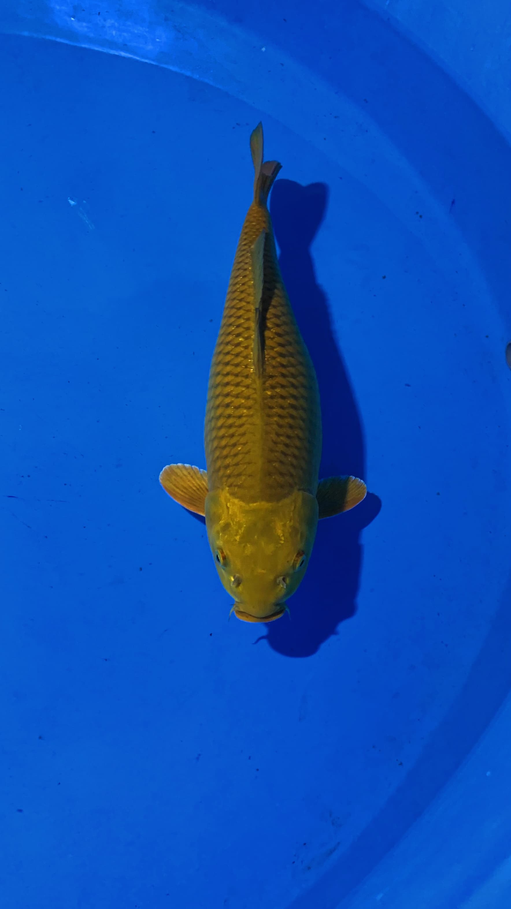 JUMBO MIDORI 51cm