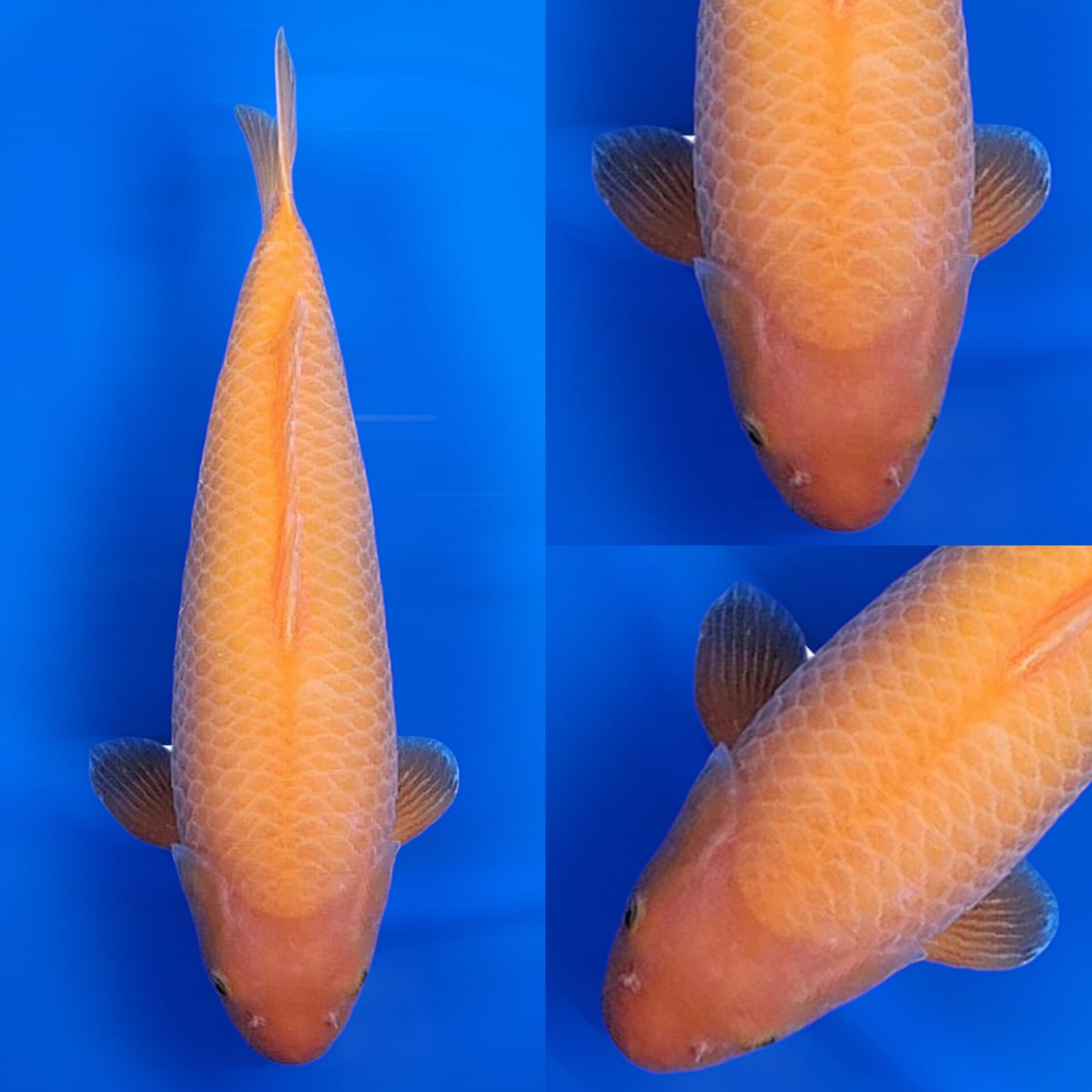 JUMBO KARASI BY KHUSNUL KOI FARM 54cm