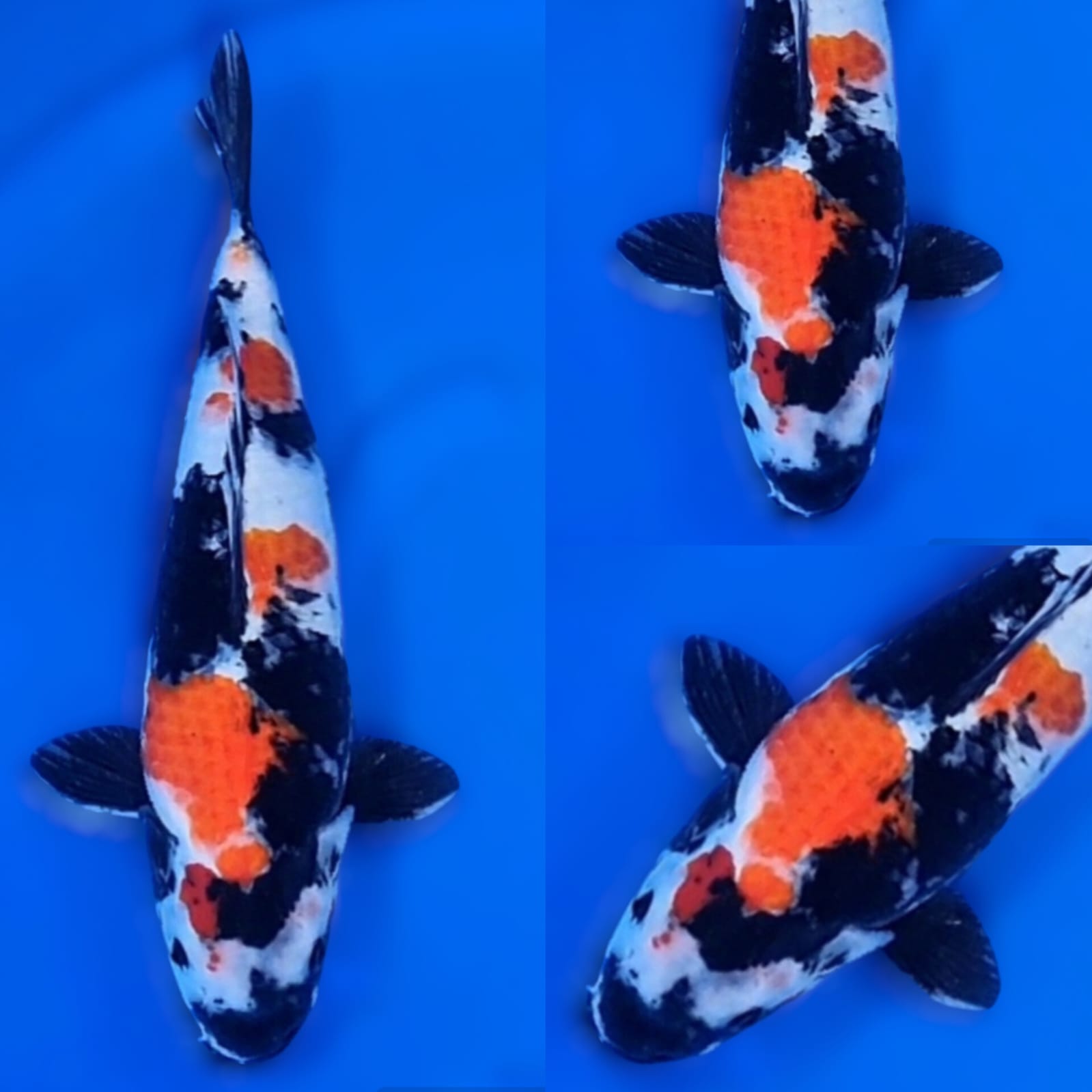 SHOWA SANSHOKU HQ 38cm