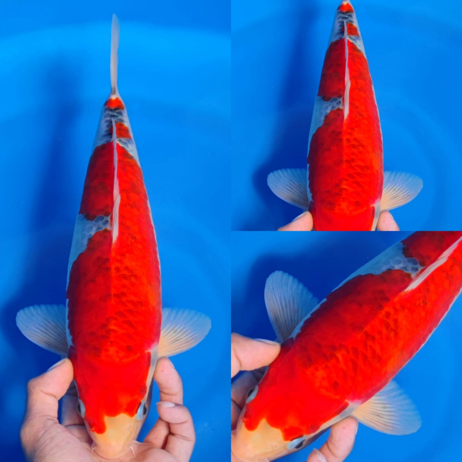 GOSIKI RACING 36cm