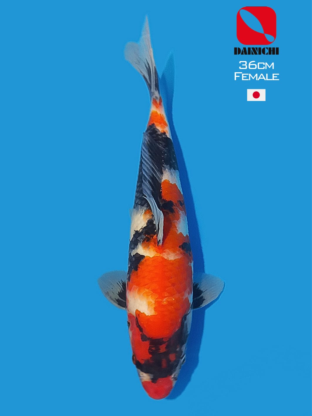 SHOWA DAINICHI KOI FARM 36cm
