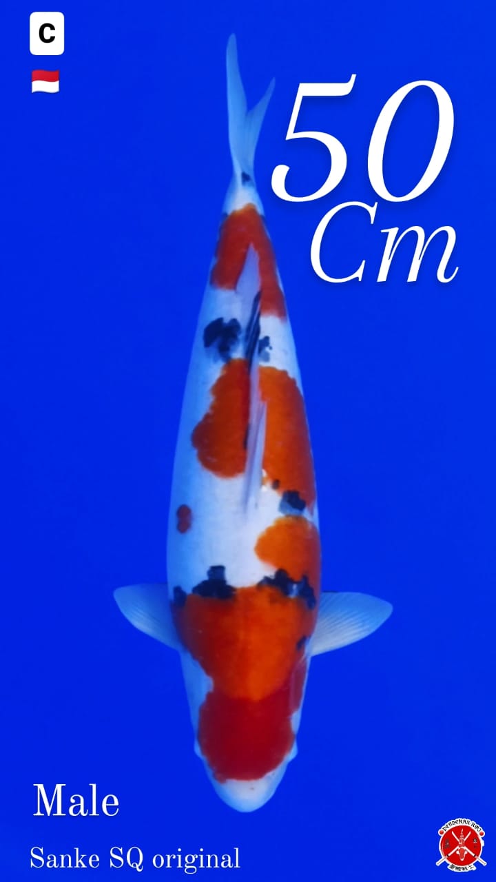 SANKE SQ MALE 50cm