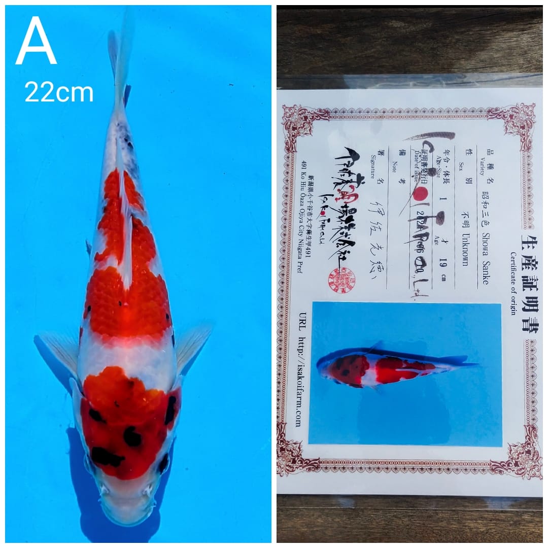 SHOWA ISA SERTIFIKATMALE 22cm