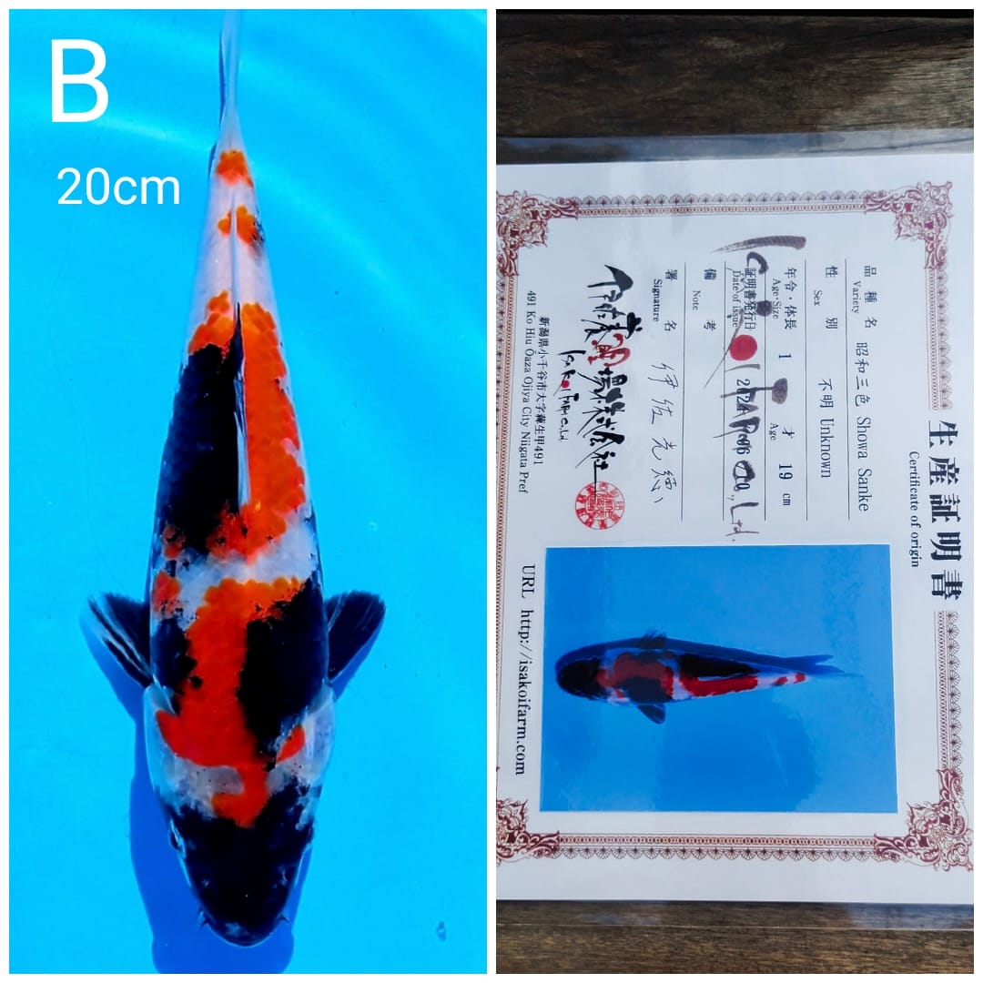SHOWA IMPORT ISA SERTIFIKATMALE 19cm