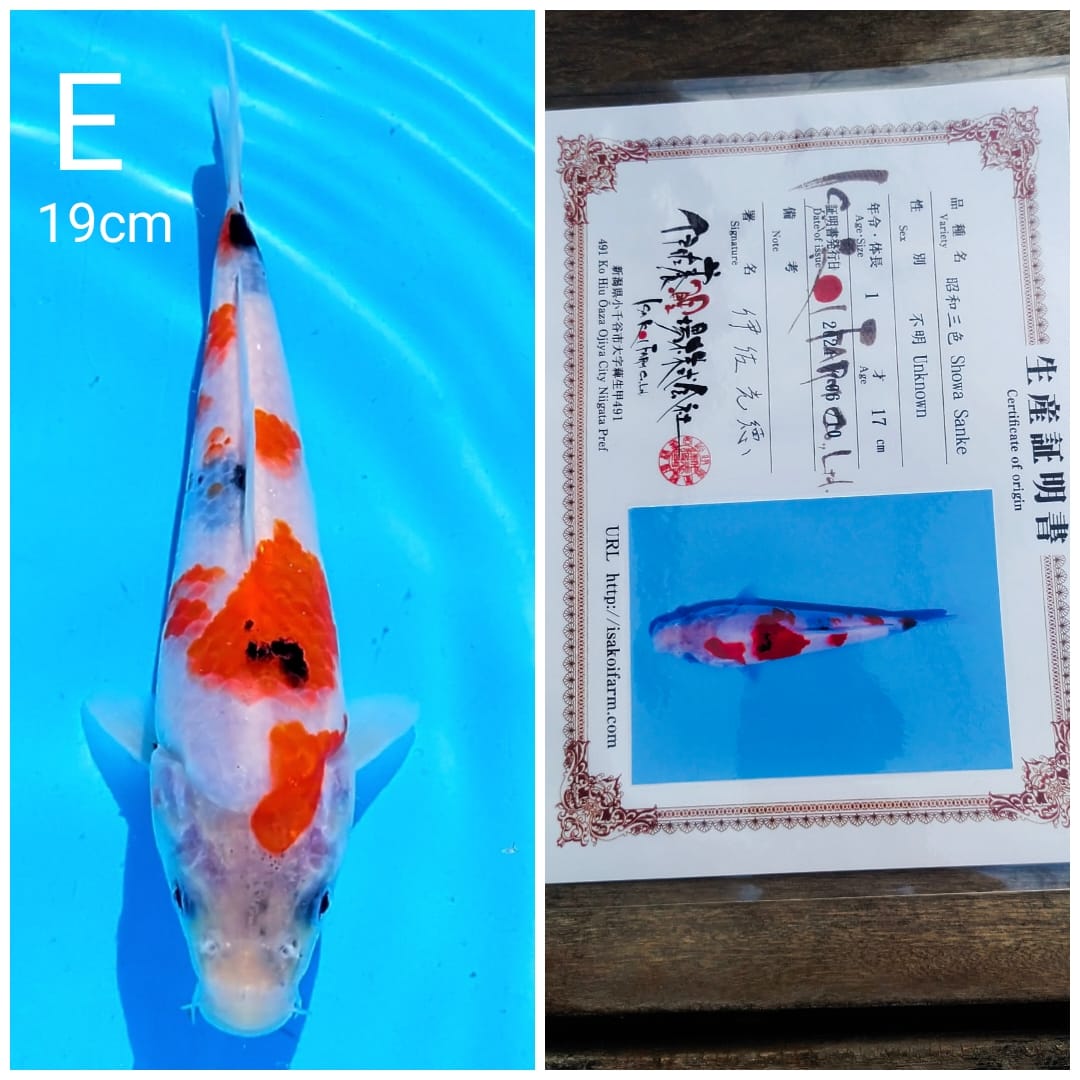 SHOWA IMPORT ISA SERTIFIKAT MALE 19cm