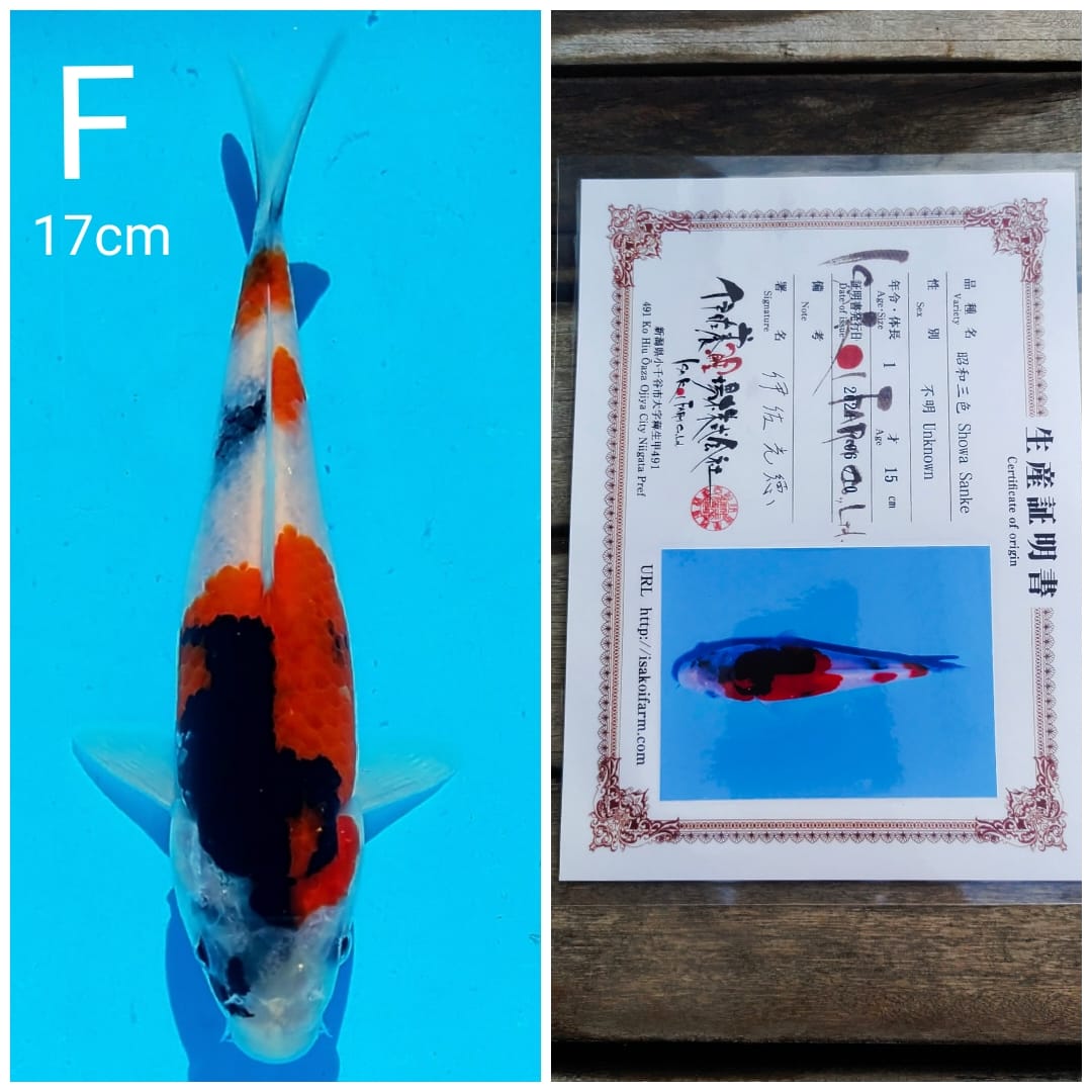 SHOWA IMPORT ISA SPESIAL HQ MALE 17cm