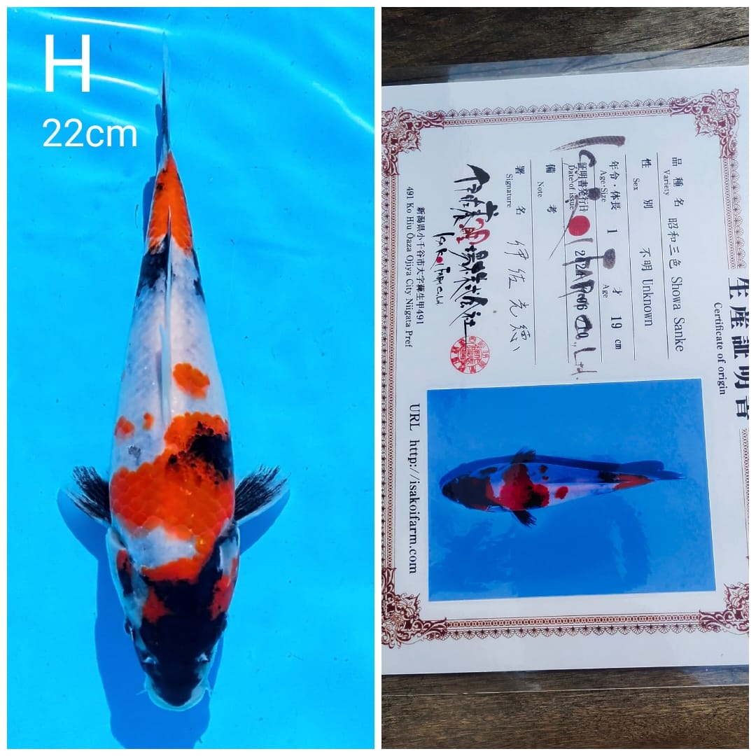 SHOWA IMPORT ISA SPESIAL HQ MALE 22cm