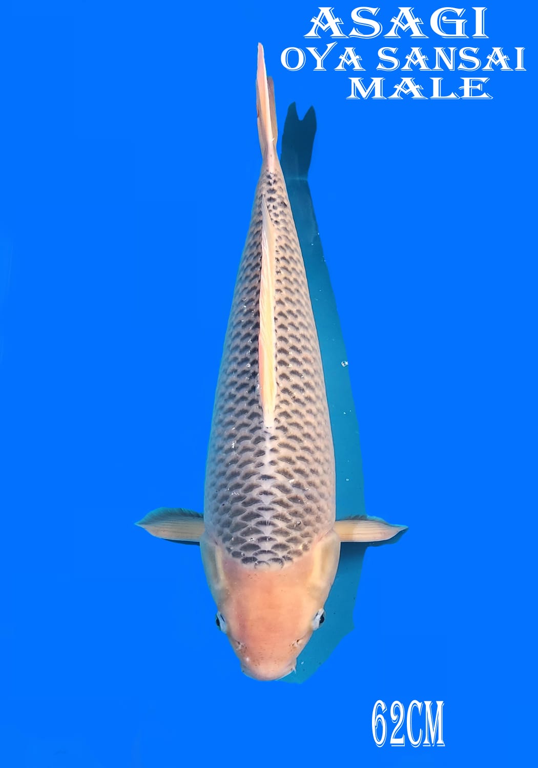 ASAGI OYA 62cm