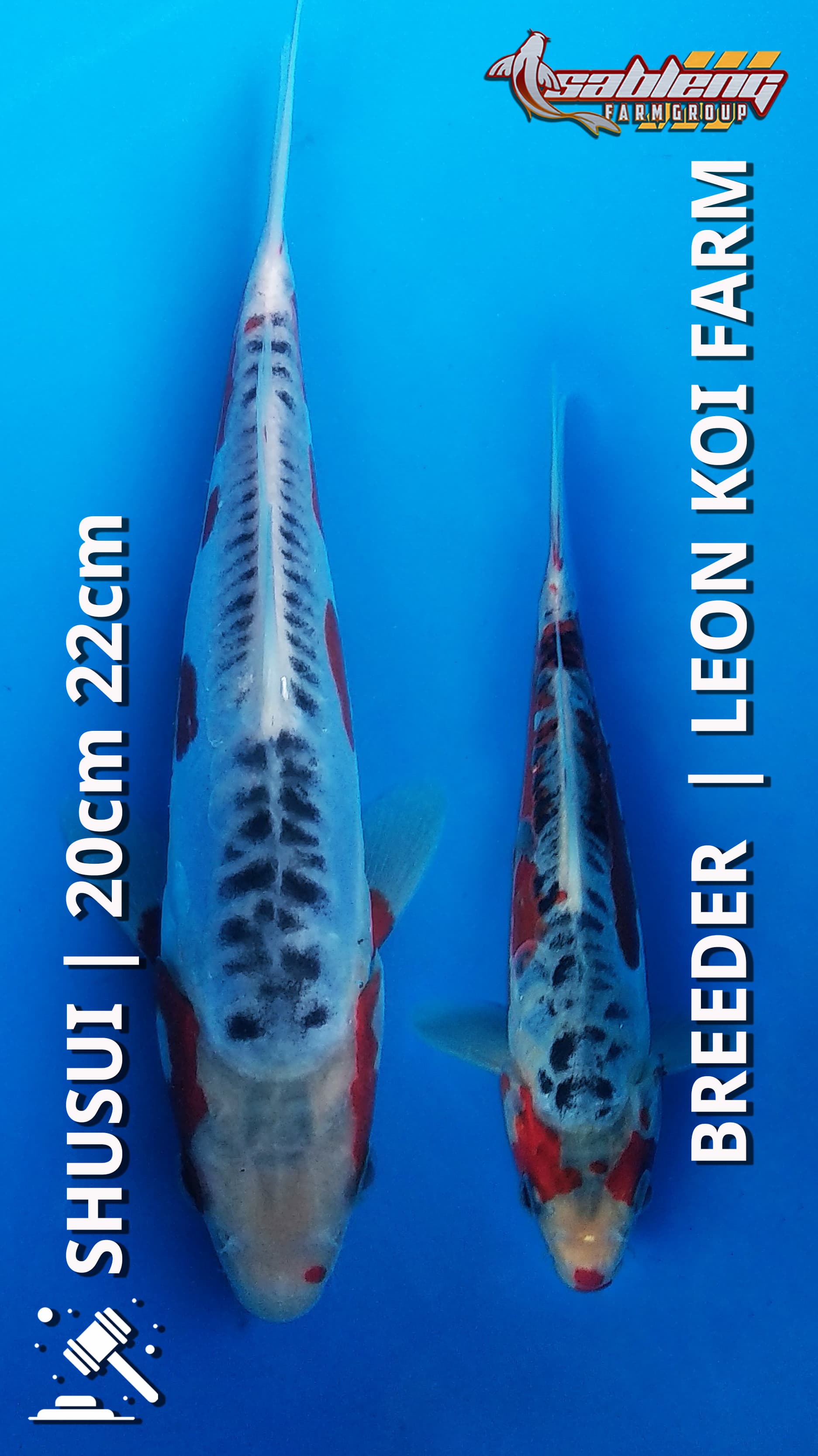 Ikan Koi SHUSUI BREEDER LEON KOI FARM 2022cm, lelang koi SHUSUI BREEDER LEON KOI FARM 2022cm, jual koi SHUSUI BREEDER LEON KOI FARM 2022cm, beli koi SHUSUI BREEDER LEON KOI FARM 2022cm, Lelang Koi Online, Jual Beli Ikan Koi, Pusat Jual Beli Koi, Info Lelang Koi Hari Ini, Platform Jual Beli Koi, Jual Beli Ikan Koi Online, Marketplace Ikan Koi, Jual Koi Terbaik, Tempat Beli Koi Berkualitas, Pasar Ikan Koi Online Terpercaya, Penjual Ikan Koi Terpercaya, Beli Koi Hias Online, Ikan Koi untuk Dijual, Koi Kualitas Terbaik, Toko Online Ikan Koi, Koi Hias Untuk Dijual, Jual Beli Ikan Koi Lokal, Koi Indonesia Online, Pusat Jual Beli Koi Terbesar