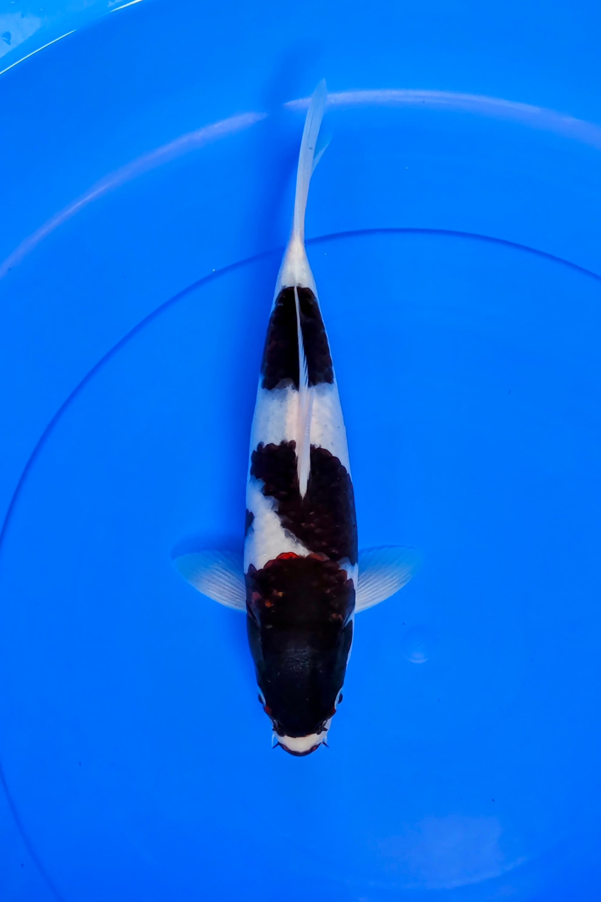 BUDHO GOROMO 28cm