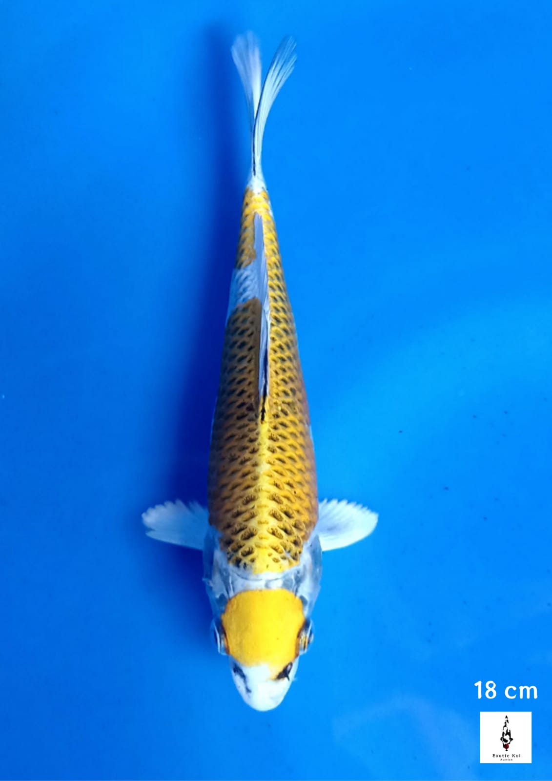 MARUTEN KUJAKU 18cm