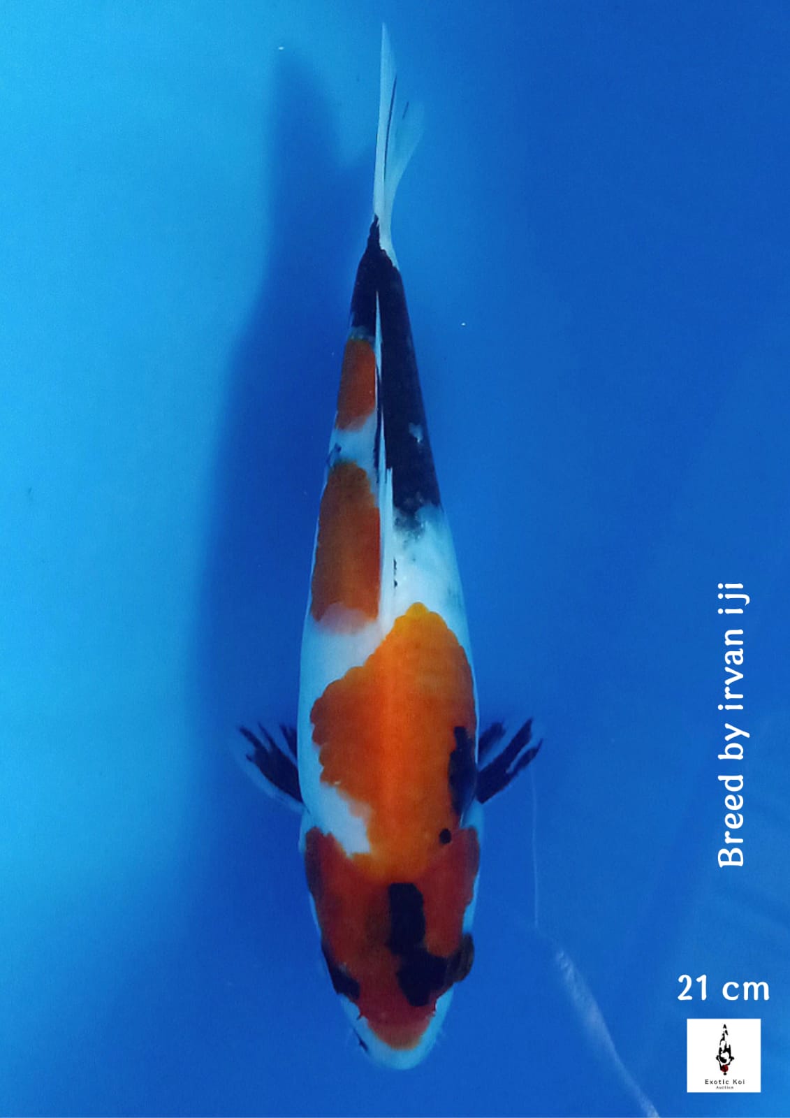 SHOWA SANSHOKU 21cm