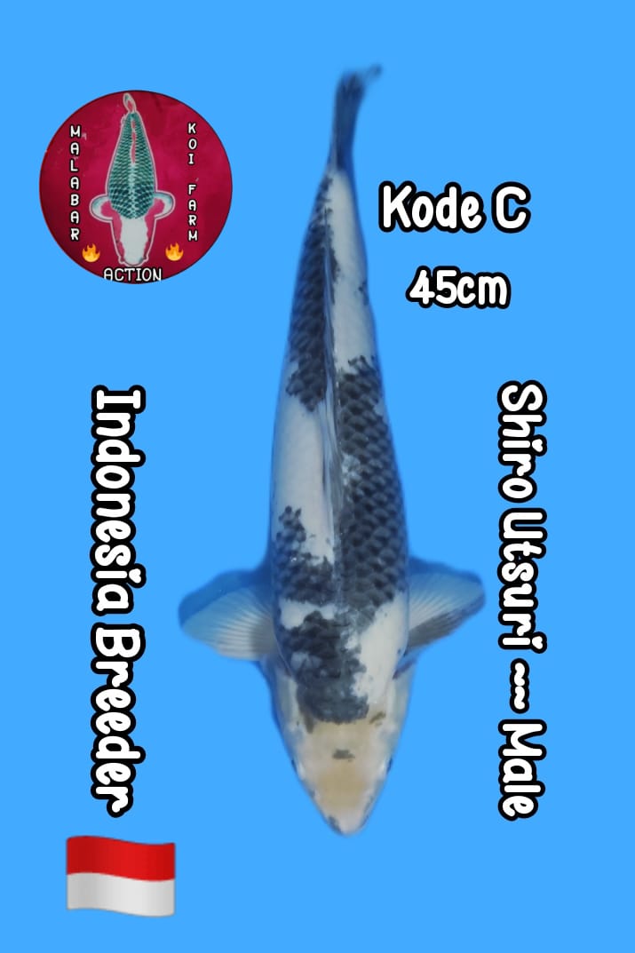 KSHIRO UTSURI LOCAL BREEDER 45cm LOKASI SEMARANG MALE