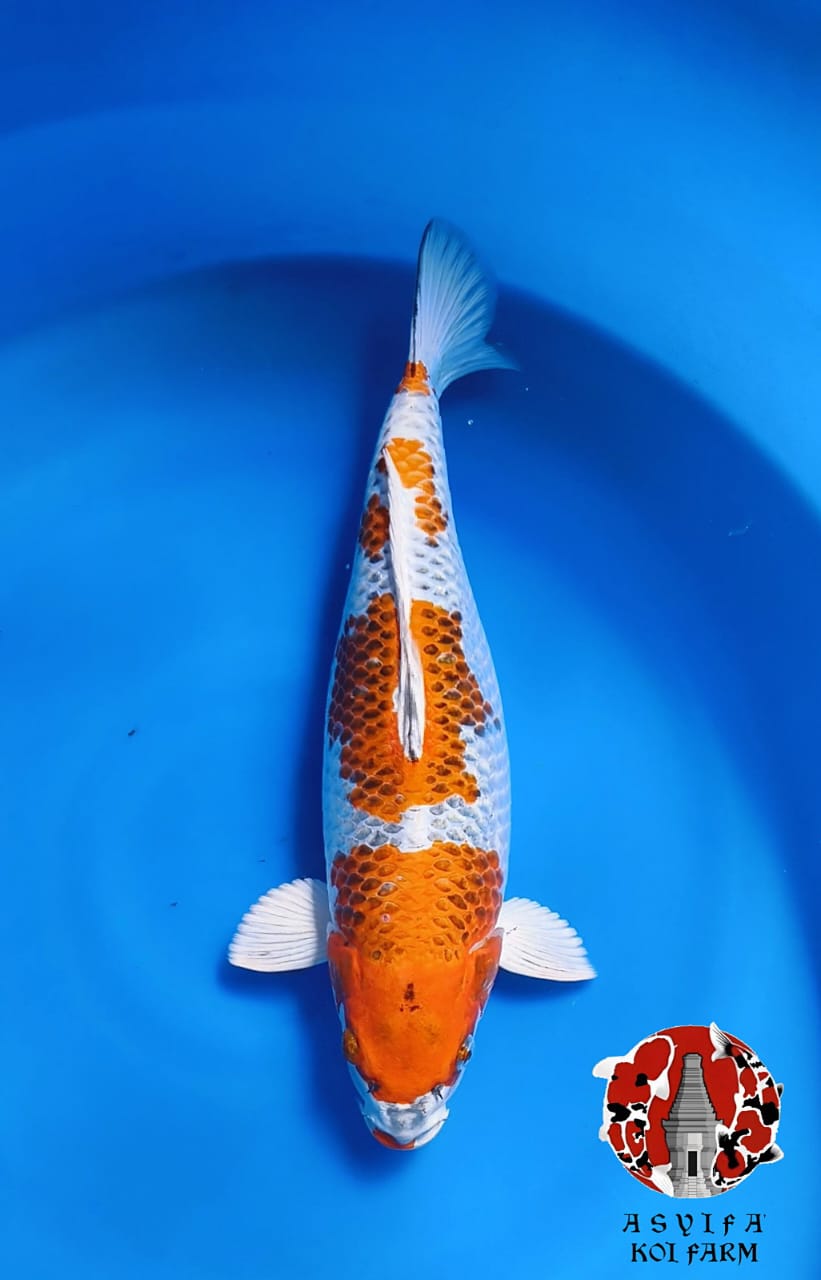 KUJAKU 43cm FEMALE ORI