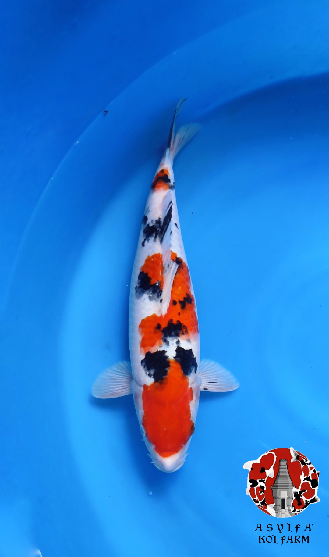 SANKE 38cm FEMALE ORI