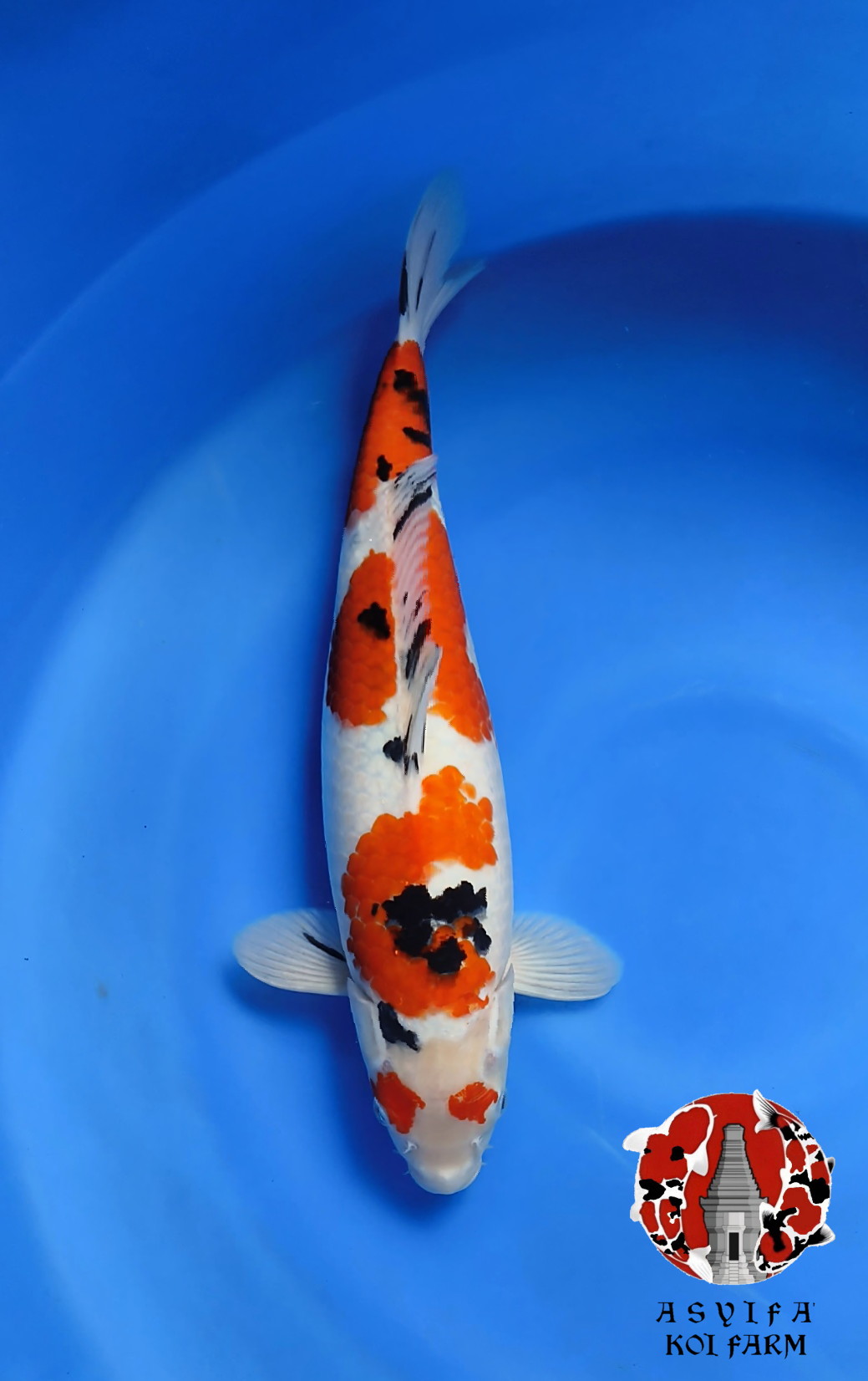SANKE 41cm FEMALE ORI