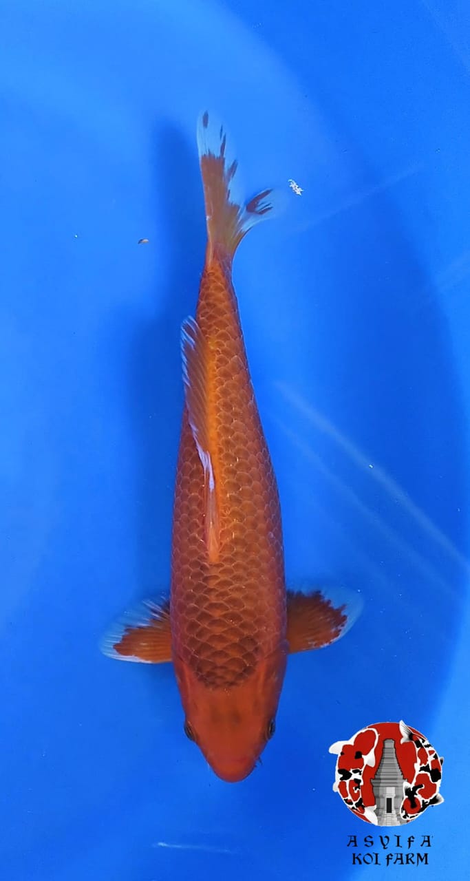 AKA MATSUBA 30cm MALE