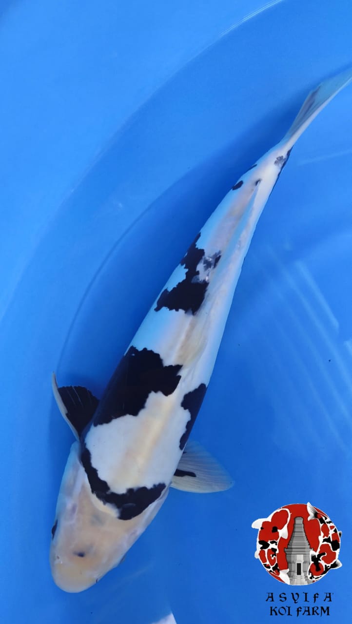 SHIRO DOITSU MURNI 42cm MALE