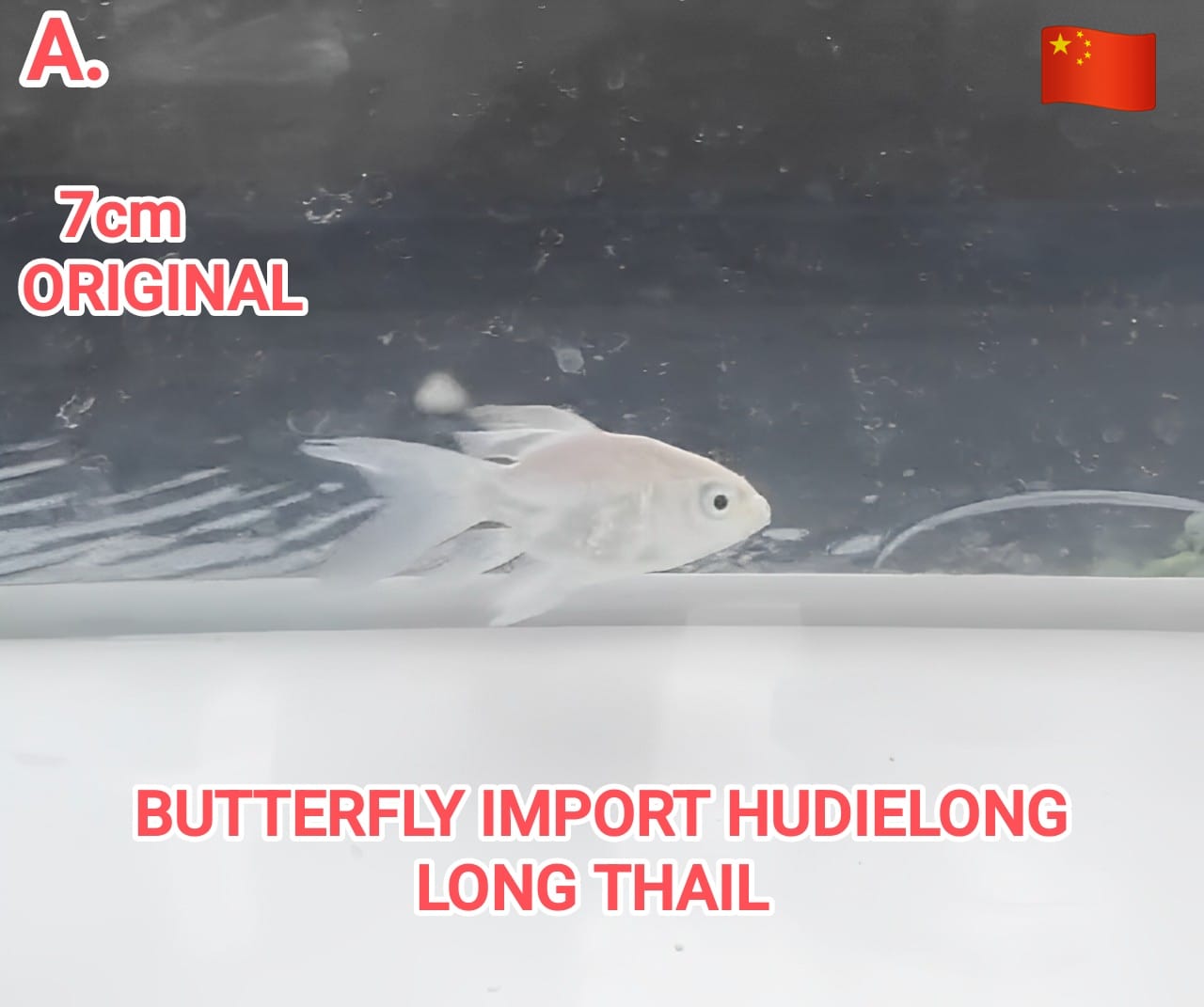 Ikan Koi BUTTERFLY IMPORT HUDIELONG ORIGINAL 7cm LONG THAIL TIRAI BAMBU, lelang koi BUTTERFLY IMPORT HUDIELONG ORIGINAL 7cm LONG THAIL TIRAI BAMBU, jual koi BUTTERFLY IMPORT HUDIELONG ORIGINAL 7cm LONG THAIL TIRAI BAMBU, beli koi BUTTERFLY IMPORT HUDIELONG ORIGINAL 7cm LONG THAIL TIRAI BAMBU, Lelang Koi Online, Jual Beli Ikan Koi, Pusat Jual Beli Koi, Info Lelang Koi Hari Ini, Platform Jual Beli Koi, Jual Beli Ikan Koi Online, Marketplace Ikan Koi, Jual Koi Terbaik, Tempat Beli Koi Berkualitas, Pasar Ikan Koi Online Terpercaya, Penjual Ikan Koi Terpercaya, Beli Koi Hias Online, Ikan Koi untuk Dijual, Koi Kualitas Terbaik, Toko Online Ikan Koi, Koi Hias Untuk Dijual, Jual Beli Ikan Koi Lokal, Koi Indonesia Online, Pusat Jual Beli Koi Terbesar