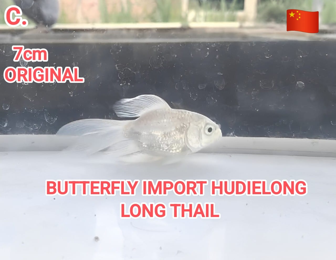 Ikan Koi BUTTERFLY IMPORT HUDIELONG ORIGINAL 7cm LONG THAIL TIRAI BAMBU, lelang koi BUTTERFLY IMPORT HUDIELONG ORIGINAL 7cm LONG THAIL TIRAI BAMBU, jual koi BUTTERFLY IMPORT HUDIELONG ORIGINAL 7cm LONG THAIL TIRAI BAMBU, beli koi BUTTERFLY IMPORT HUDIELONG ORIGINAL 7cm LONG THAIL TIRAI BAMBU, Lelang Koi Online, Jual Beli Ikan Koi, Pusat Jual Beli Koi, Info Lelang Koi Hari Ini, Platform Jual Beli Koi, Jual Beli Ikan Koi Online, Marketplace Ikan Koi, Jual Koi Terbaik, Tempat Beli Koi Berkualitas, Pasar Ikan Koi Online Terpercaya, Penjual Ikan Koi Terpercaya, Beli Koi Hias Online, Ikan Koi untuk Dijual, Koi Kualitas Terbaik, Toko Online Ikan Koi, Koi Hias Untuk Dijual, Jual Beli Ikan Koi Lokal, Koi Indonesia Online, Pusat Jual Beli Koi Terbesar