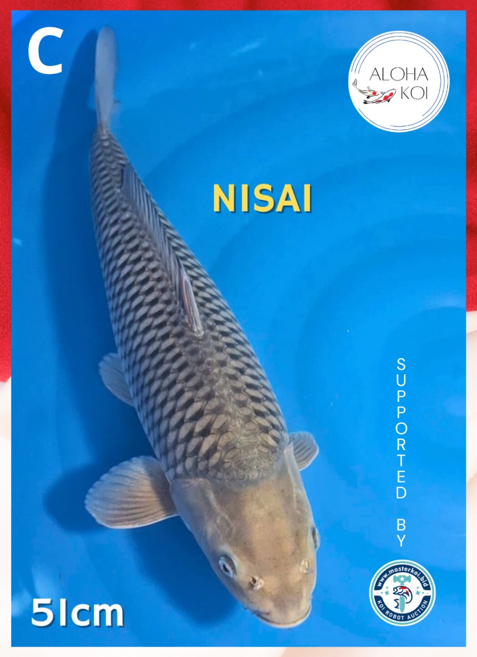 SORAGOI 51cm