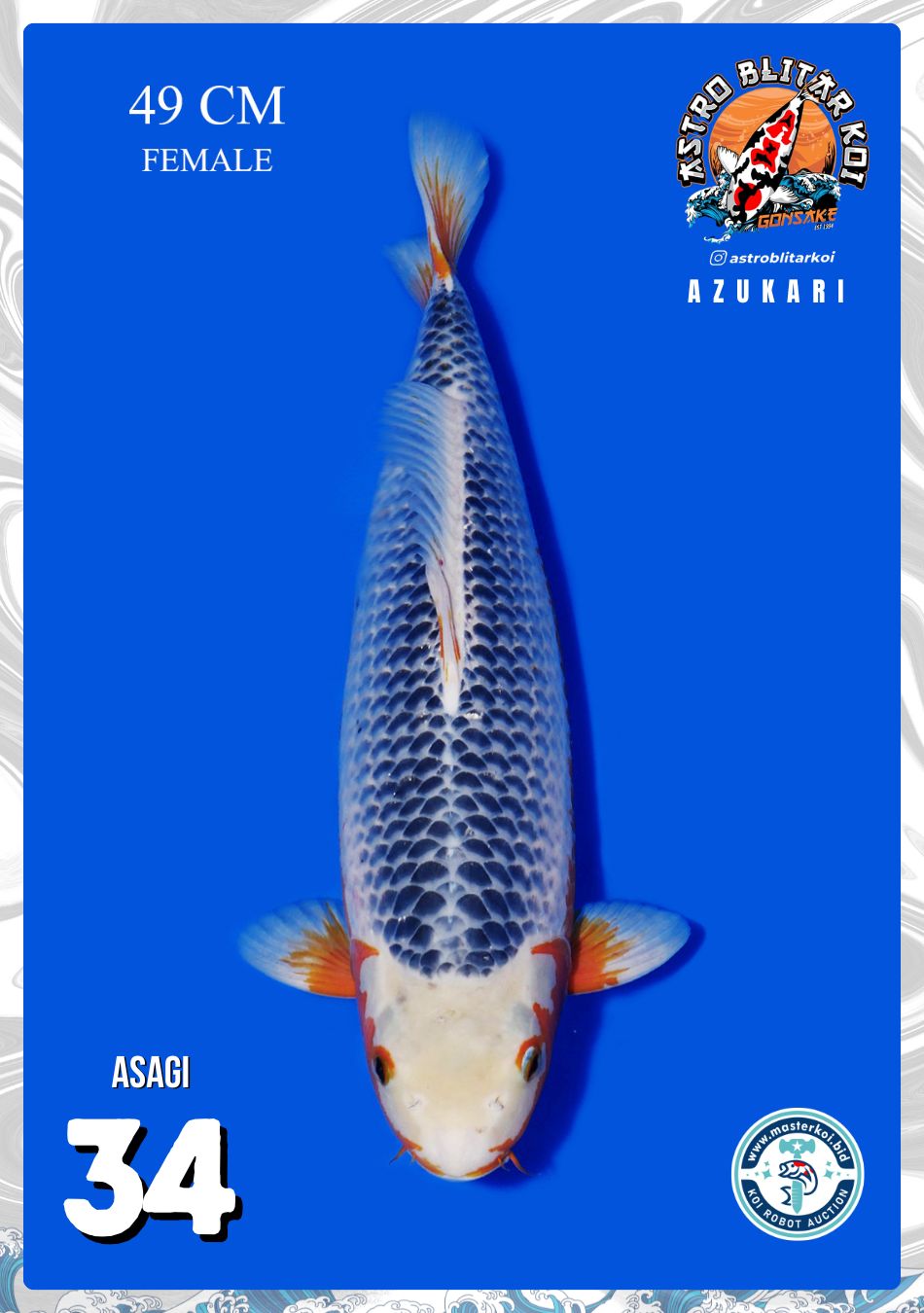 Lelang Koi Online, Jual Beli Ikan Koi, Pusat Jual Beli Koi, Info Lelang Koi Hari Ini, Platform Jual Beli Koi, Jual Beli Ikan Koi Online, Marketplace Ikan Koi, Jual Koi Terbaik, Tempat Beli Koi Berkualitas, Pasar Ikan Koi Online Terpercaya, Penjual Ikan Koi Terpercaya, Beli Koi Hias Online, Ikan Koi untuk Dijual, Koi Kualitas Terbaik, Toko Online Ikan Koi, Koi Hias Untuk Dijual, Jual Beli Ikan Koi Lokal, Koi Indonesia Online, Pusat Jual Beli Koi Terbesar