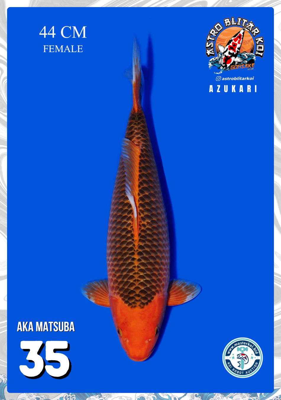 Lelang Koi Online, Jual Beli Ikan Koi, Pusat Jual Beli Koi, Info Lelang Koi Hari Ini, Platform Jual Beli Koi, Jual Beli Ikan Koi Online, Marketplace Ikan Koi, Jual Koi Terbaik, Tempat Beli Koi Berkualitas, Pasar Ikan Koi Online Terpercaya, Penjual Ikan Koi Terpercaya, Beli Koi Hias Online, Ikan Koi untuk Dijual, Koi Kualitas Terbaik, Toko Online Ikan Koi, Koi Hias Untuk Dijual, Jual Beli Ikan Koi Lokal, Koi Indonesia Online, Pusat Jual Beli Koi Terbesar