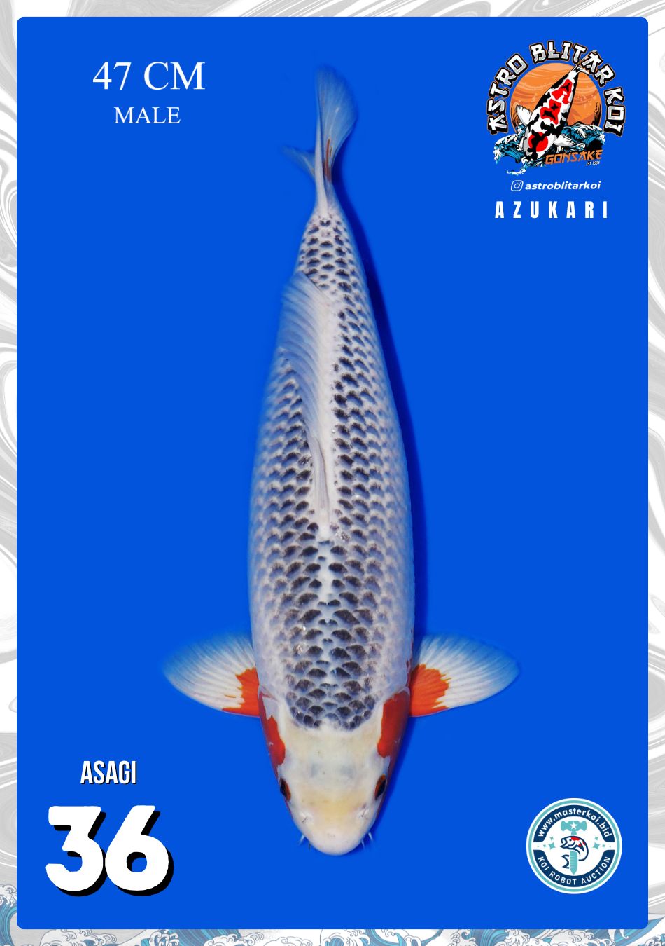 Lelang Koi Online, Jual Beli Ikan Koi, Pusat Jual Beli Koi, Info Lelang Koi Hari Ini, Platform Jual Beli Koi, Jual Beli Ikan Koi Online, Marketplace Ikan Koi, Jual Koi Terbaik, Tempat Beli Koi Berkualitas, Pasar Ikan Koi Online Terpercaya, Penjual Ikan Koi Terpercaya, Beli Koi Hias Online, Ikan Koi untuk Dijual, Koi Kualitas Terbaik, Toko Online Ikan Koi, Koi Hias Untuk Dijual, Jual Beli Ikan Koi Lokal, Koi Indonesia Online, Pusat Jual Beli Koi Terbesar